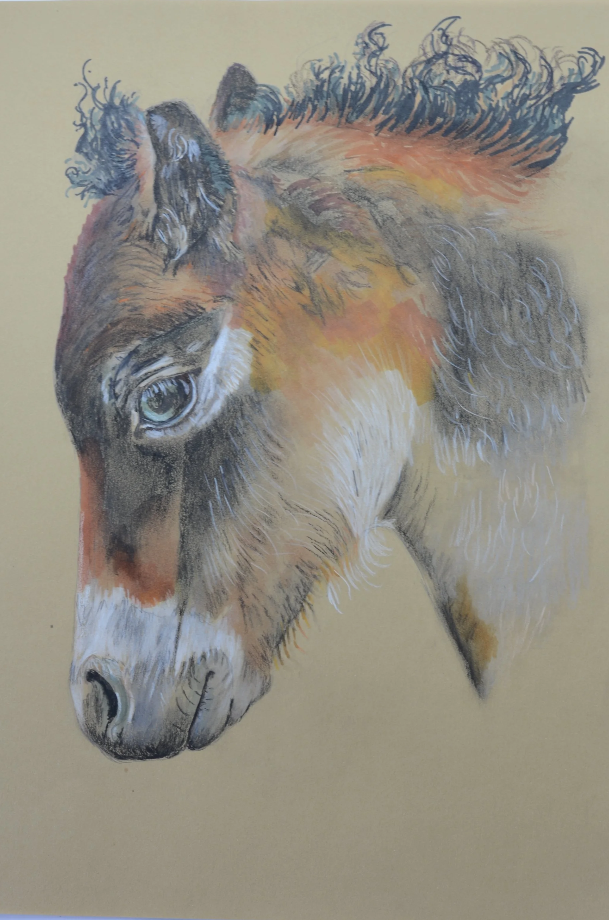 Dartmoor Pony 