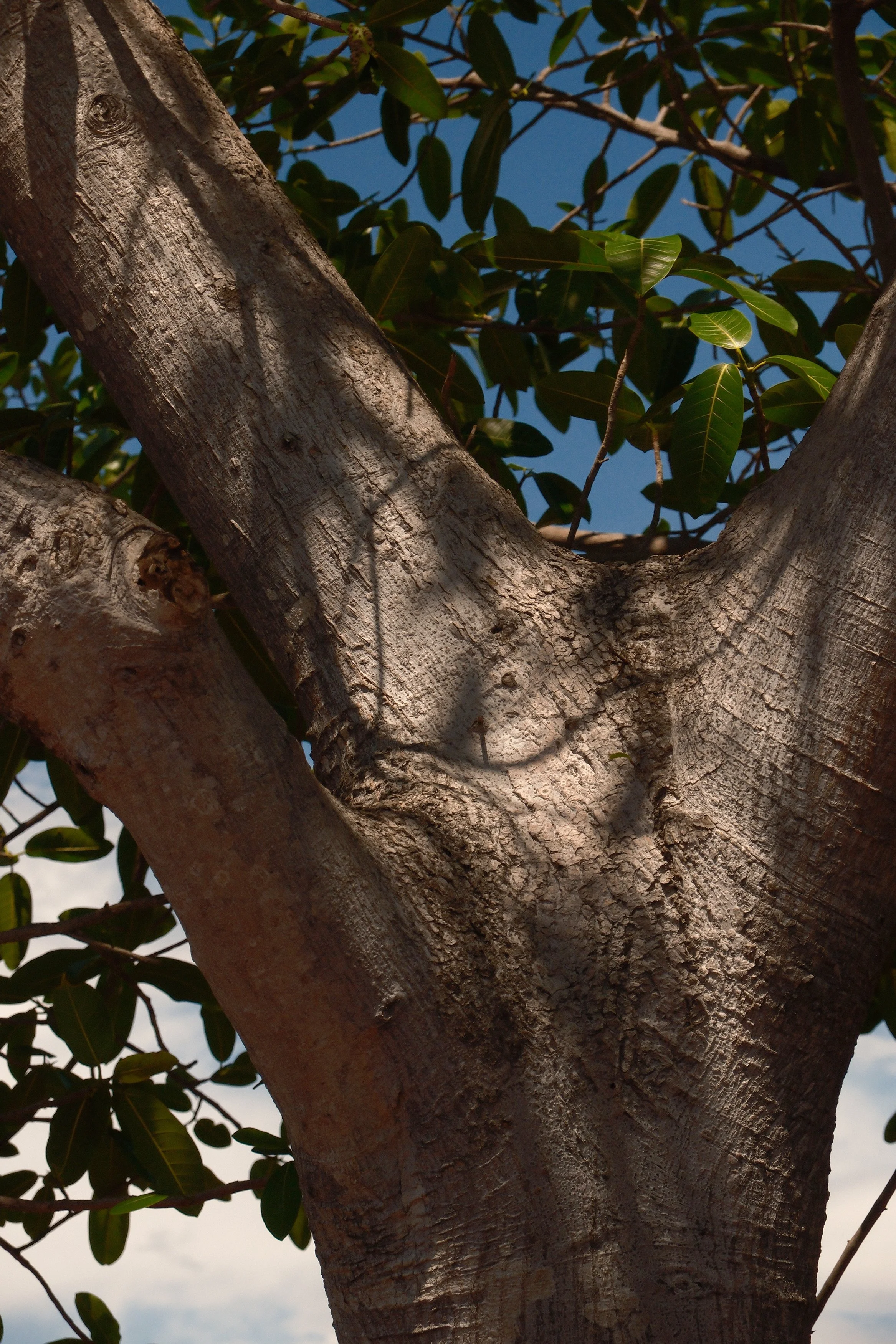 Close-up of a tree trunk with green leaves and a blue sky in the background.