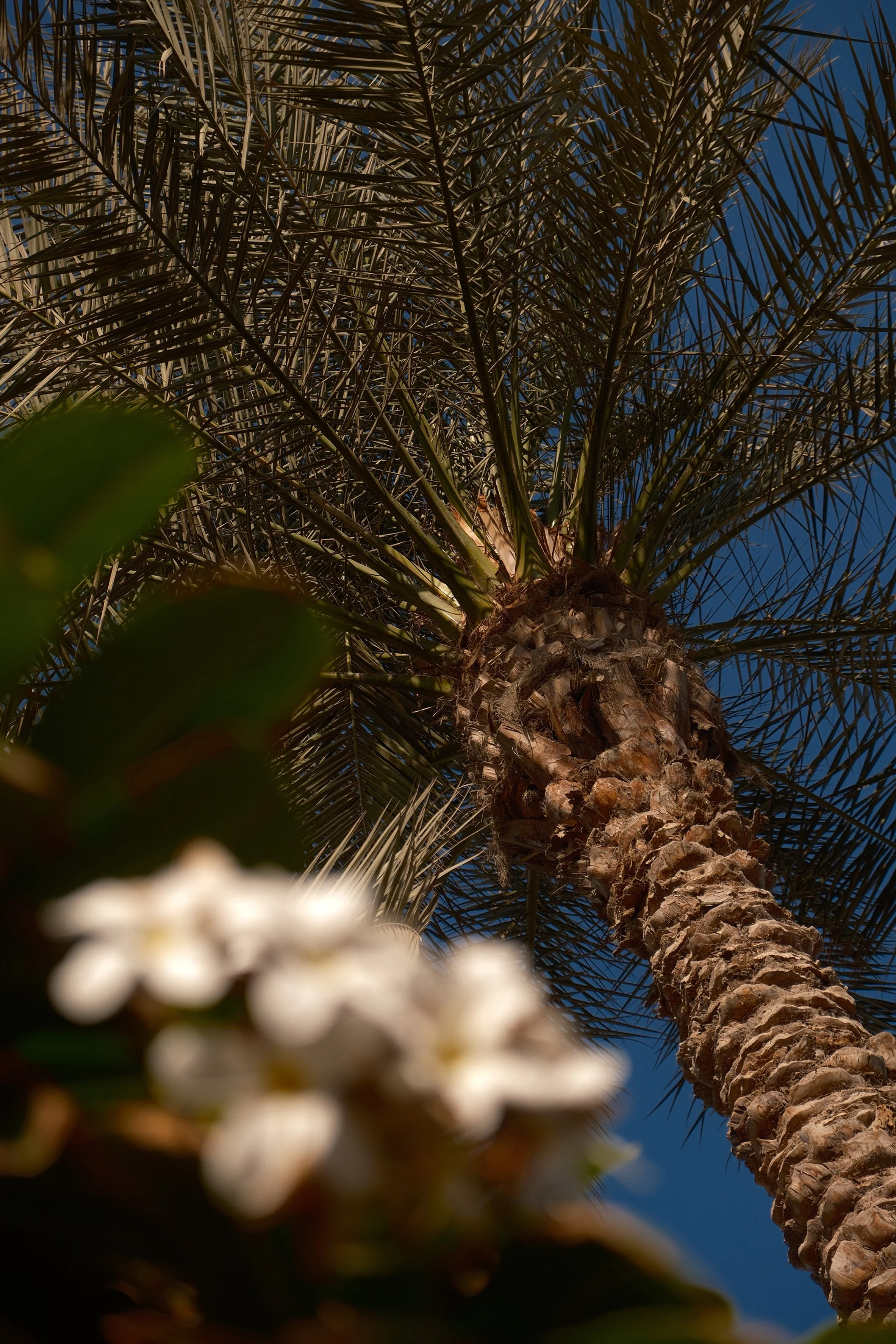 View looking up at a tall palm tree with a rough textured trunk and large fronds against a blue sky, with some blurred white flowers and green leaves in the foreground.