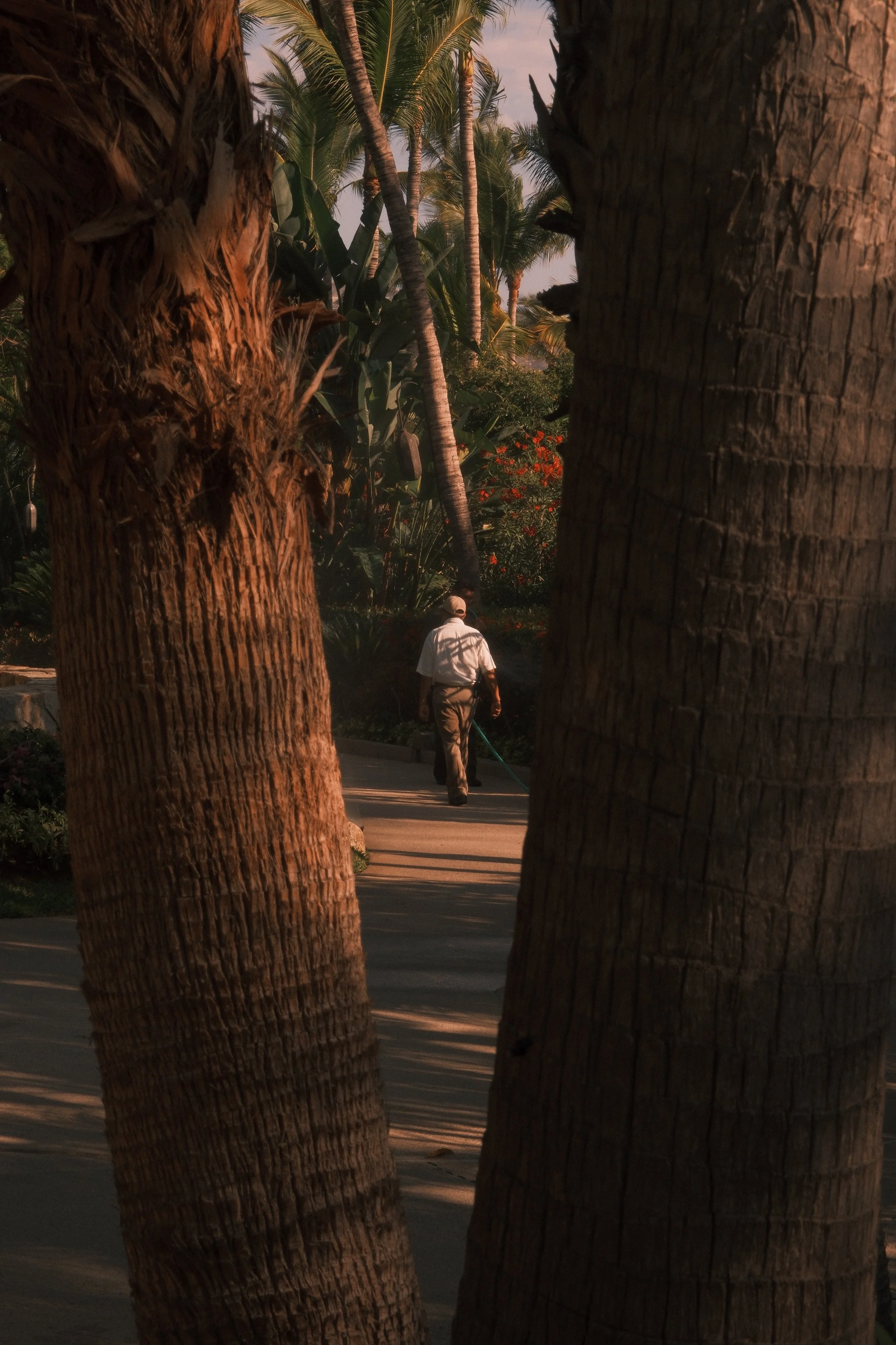 A man walking along a path between large palm trees during sunset or sunrise, with warm sunset lighting casting shadows on the ground.