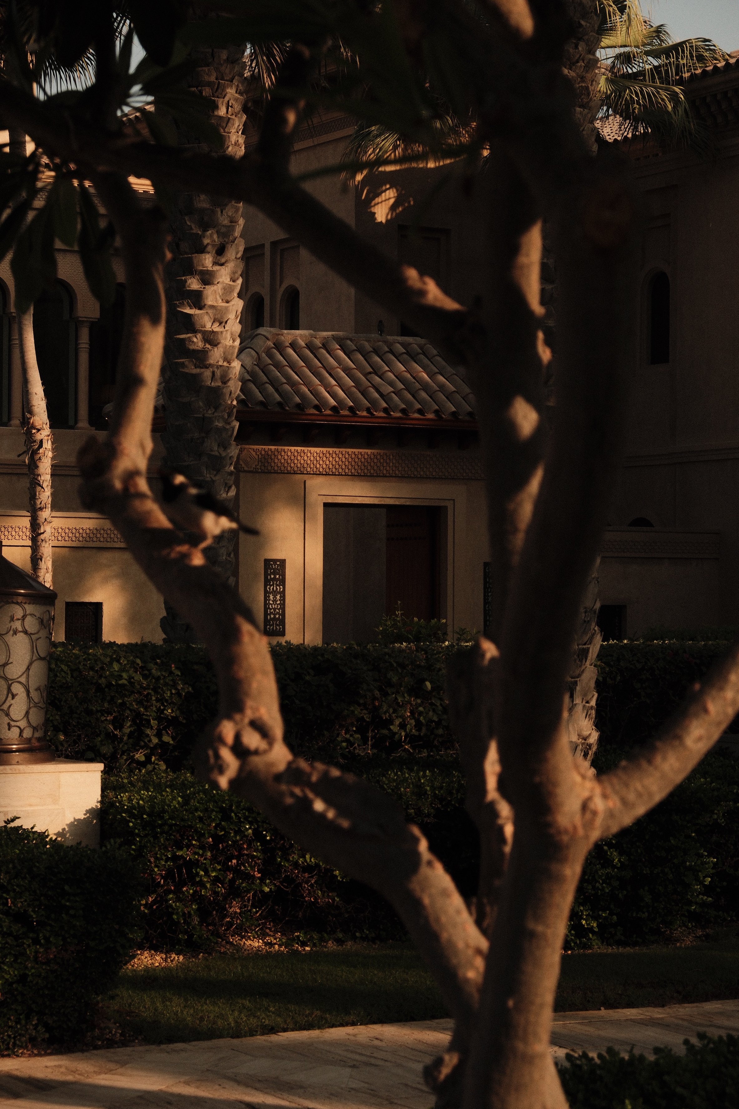 Nighttime view of a building with arched windows, tiled roof, and a glowing exterior light, partially obscured by the branches and trunk of a tree in the foreground.
