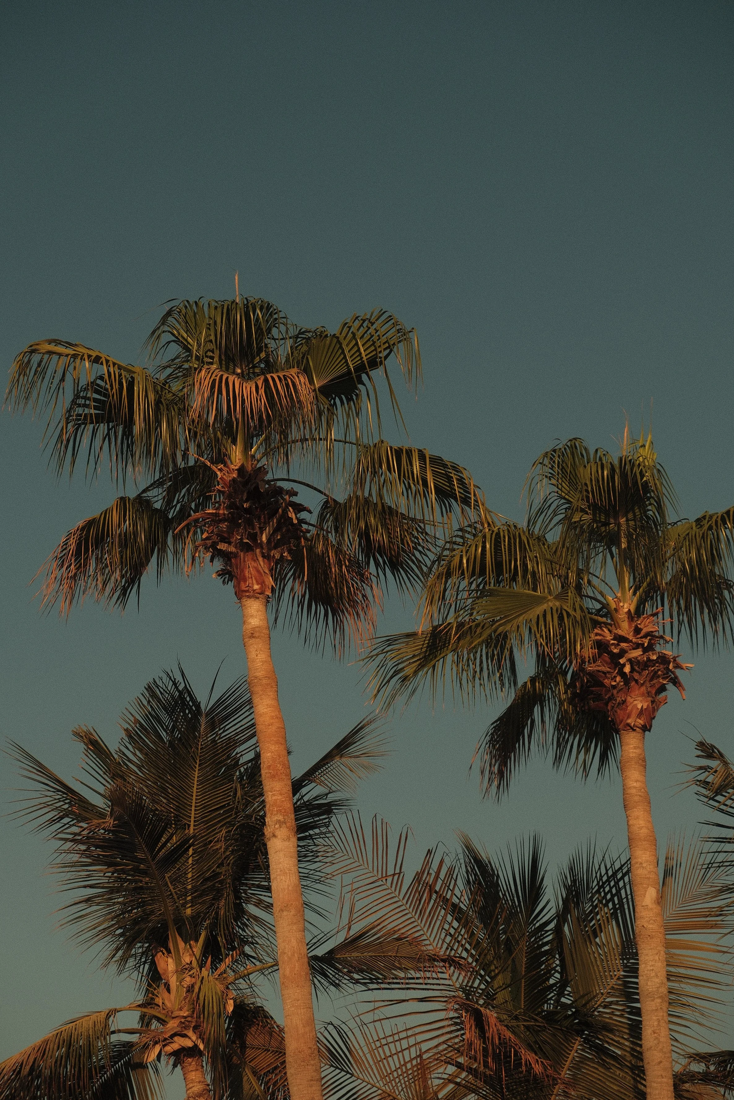 Tall palm trees against a clear blue sky at sunset.