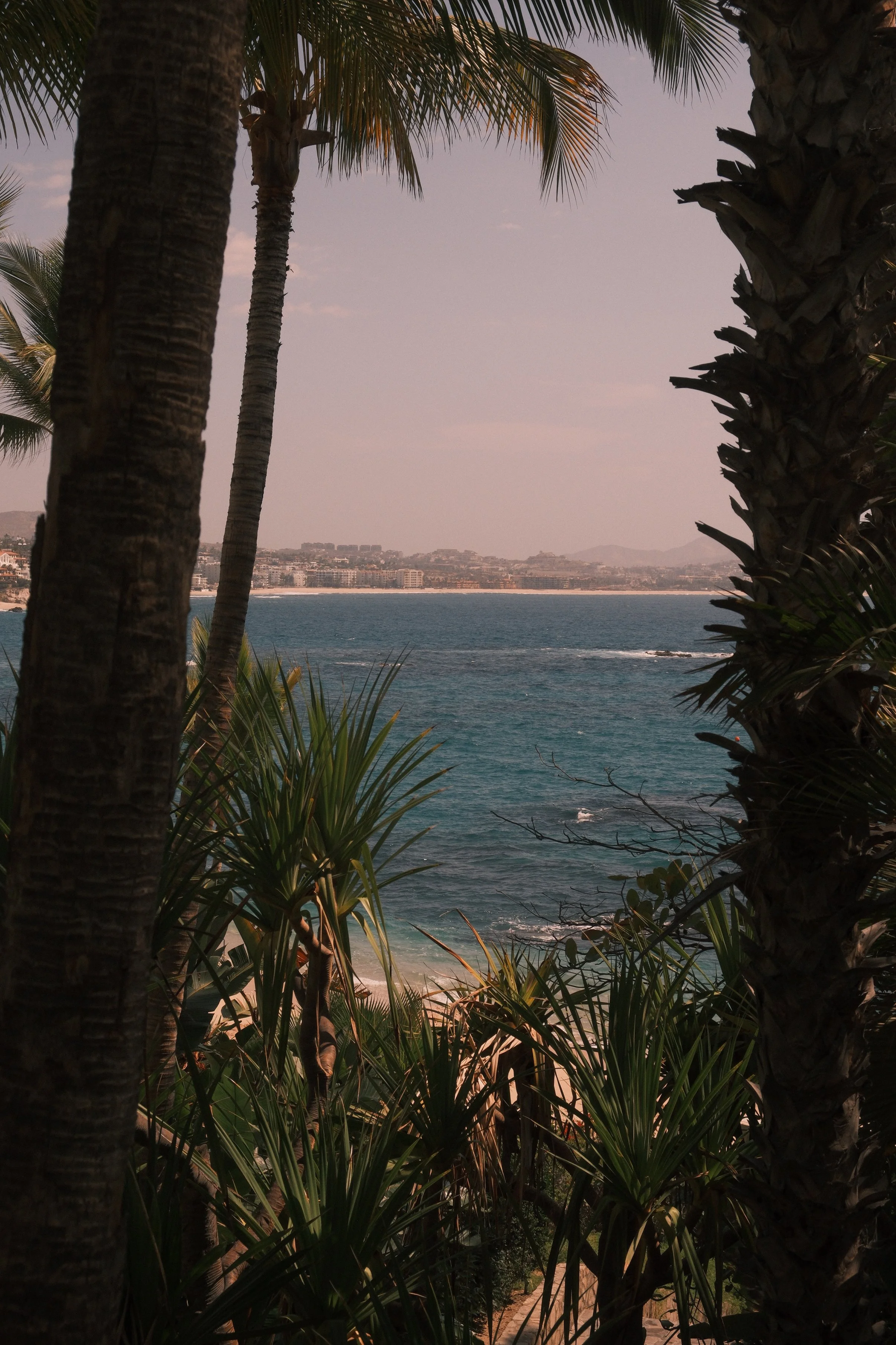 View of a coastal city through leafless palm trees with a sandy beach and ocean in the background.
