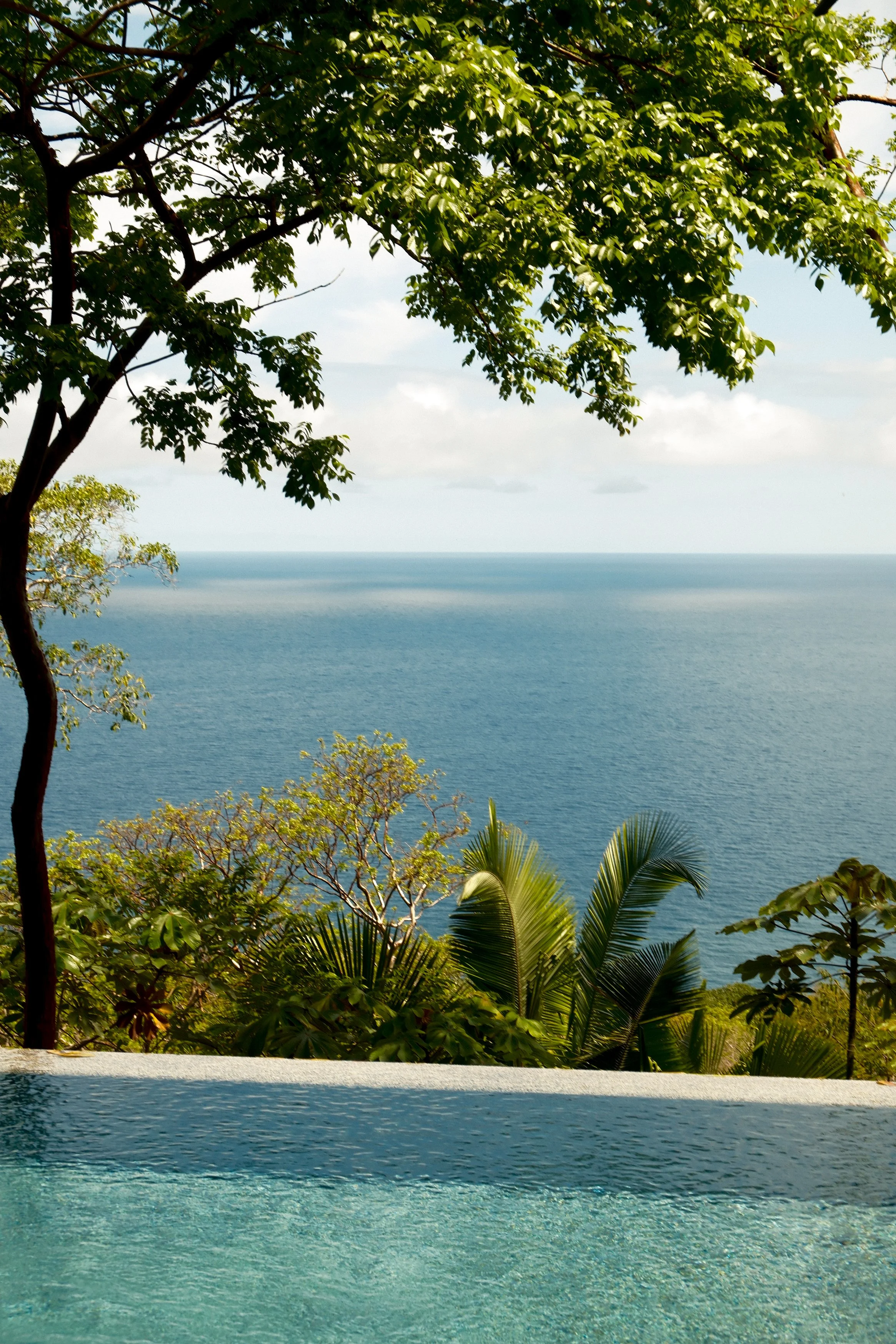 View of a lush tropical landscape overlooking the ocean with a tree in the foreground and blue sky with clouds.