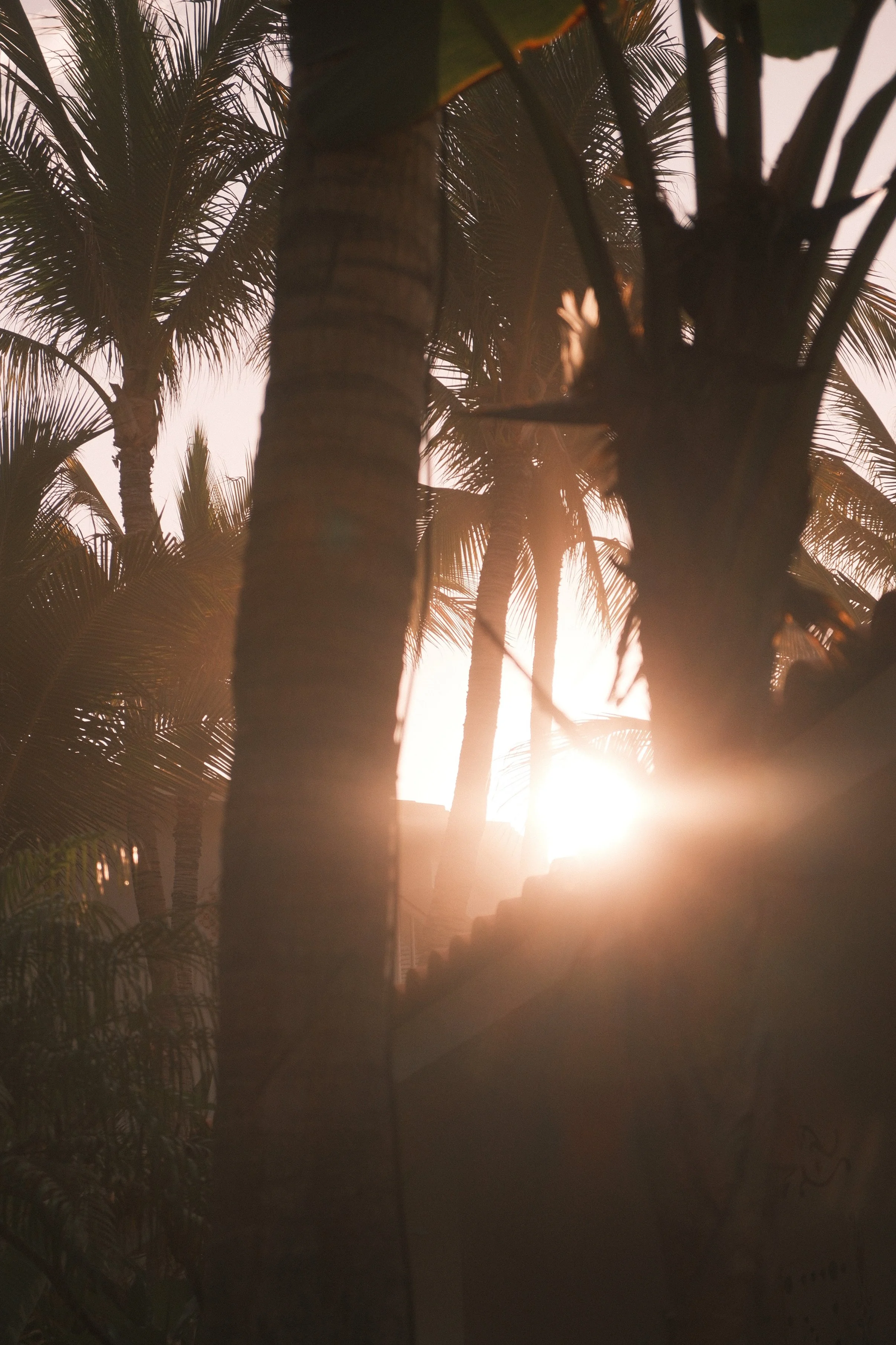 Sunset or sunrise view through palm trees, with warm golden light illuminating the scene.