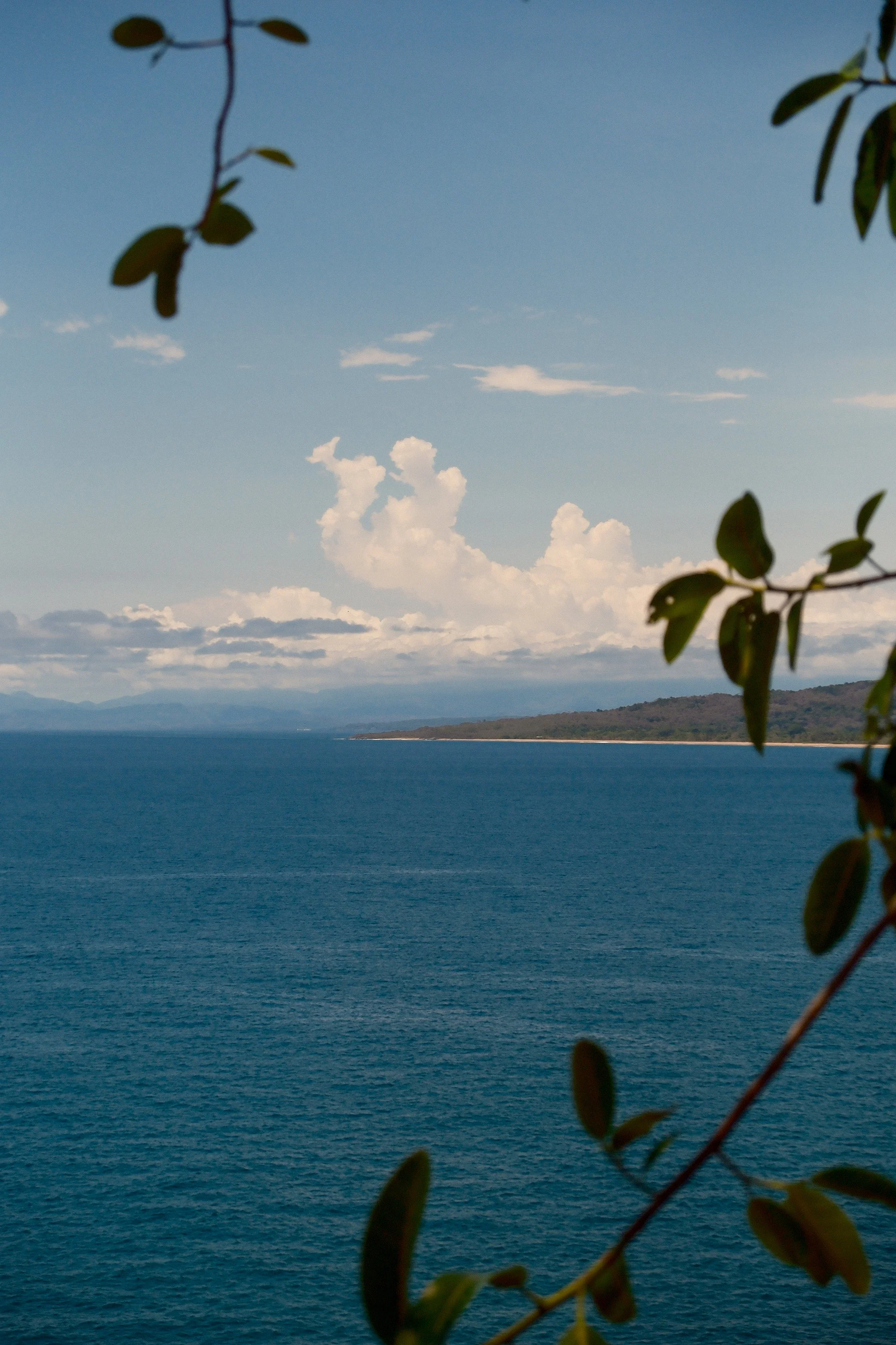 A view of the ocean with a distant shoreline and hills, partly obscured by overhanging leaves in the foreground.