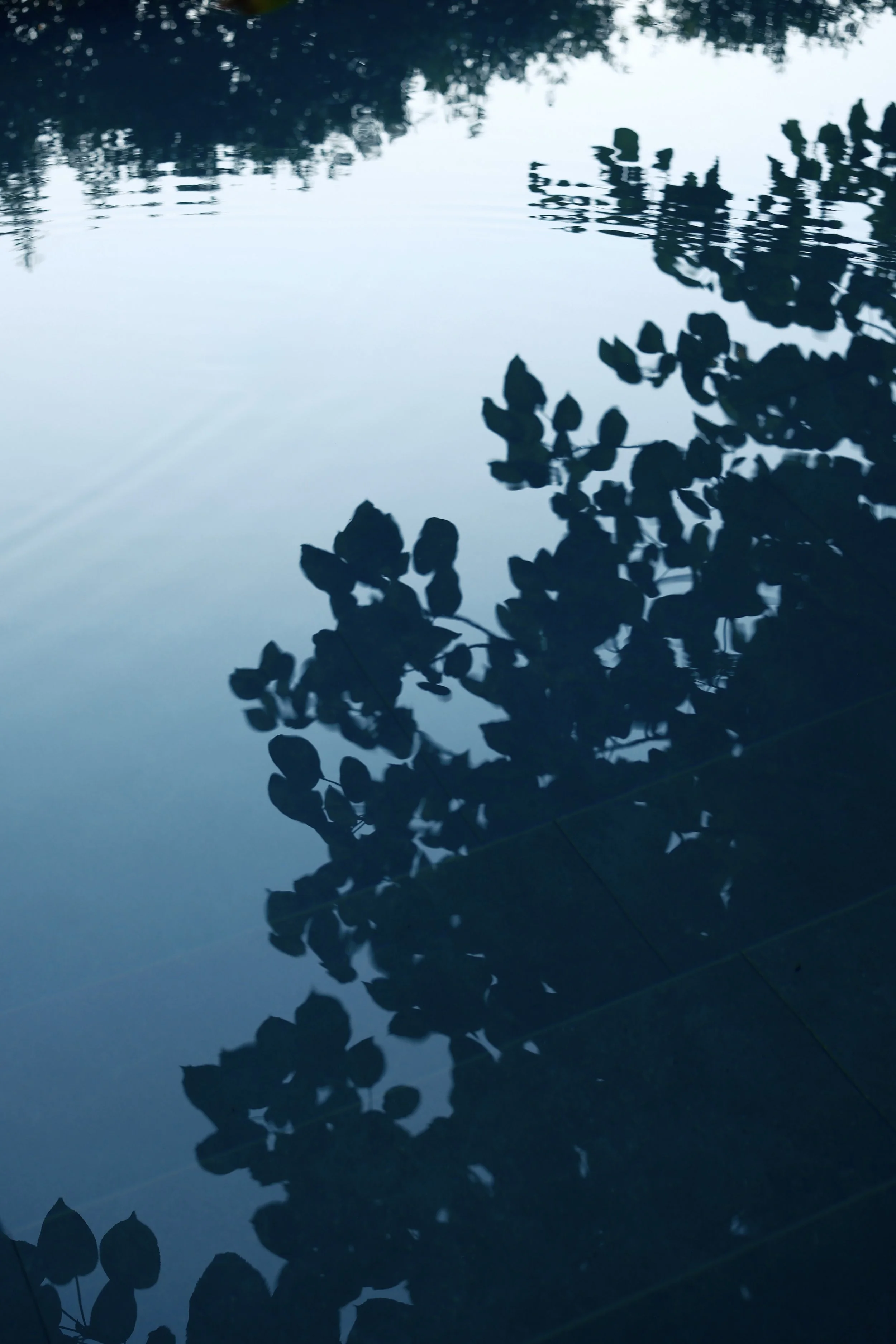 Reflections of tree branches and leaves on the surface of a calm body of water with a bluish tint.