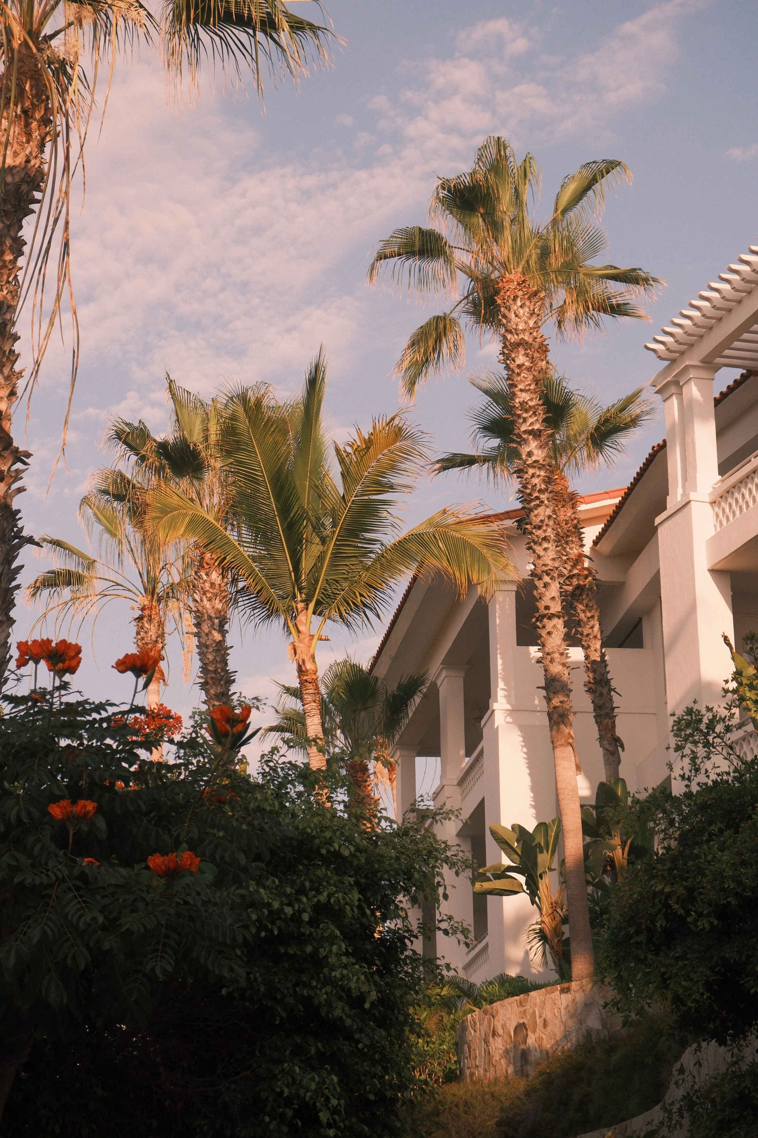 A view of several tall palm trees and a white building with balconies, set against a sky with scattered clouds and warm sunlight.
