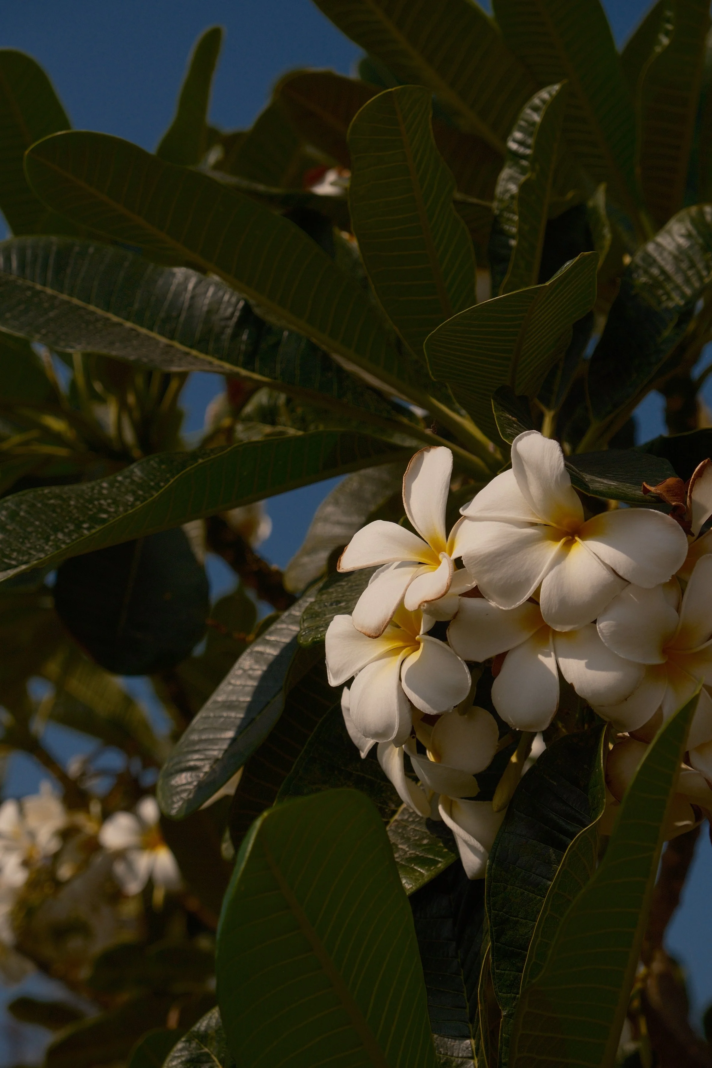 Close-up of white flowers and green leaves on a tree, with a blue sky in the background.