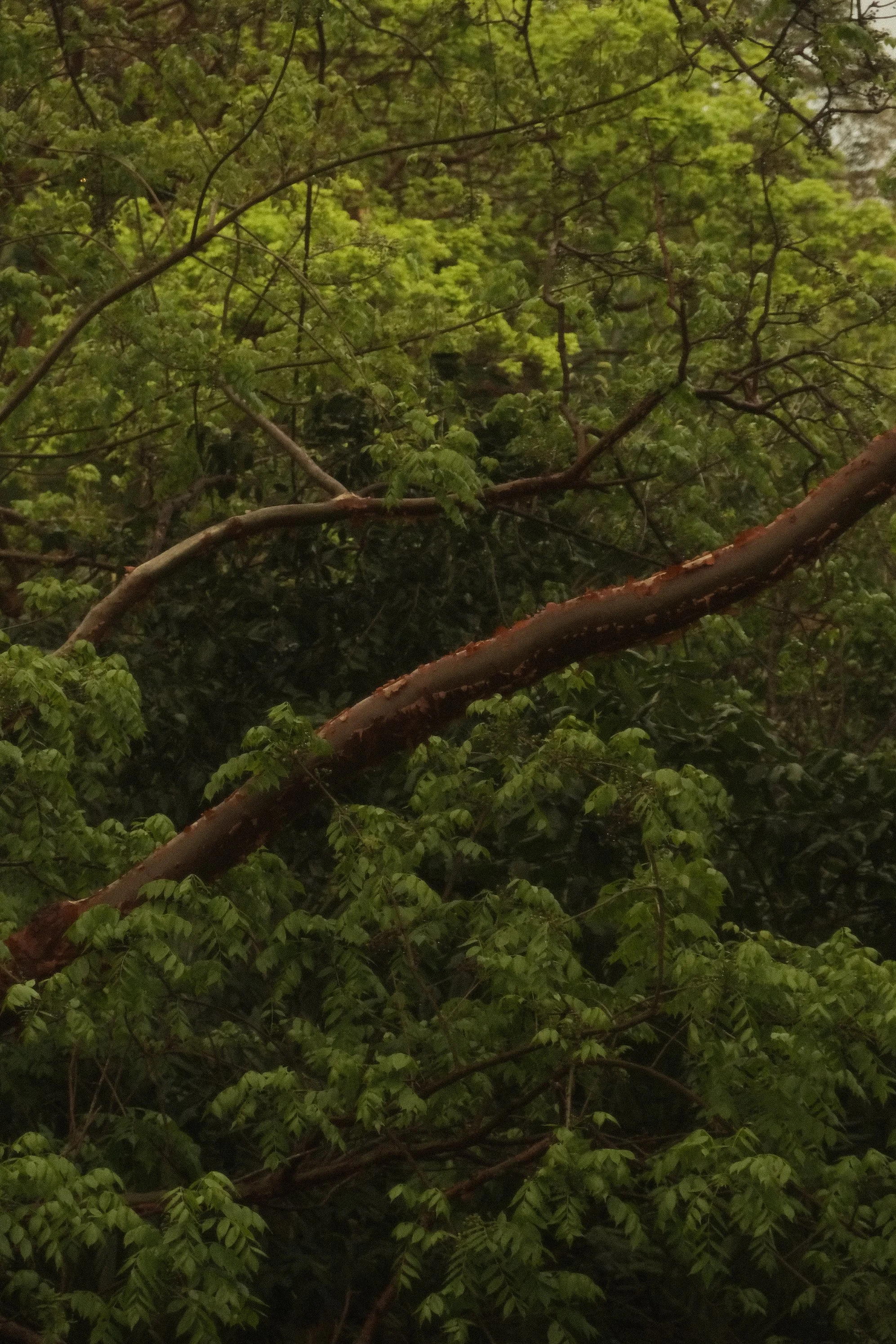 Fallen tree branch in a dense green forest with leaves and branches.