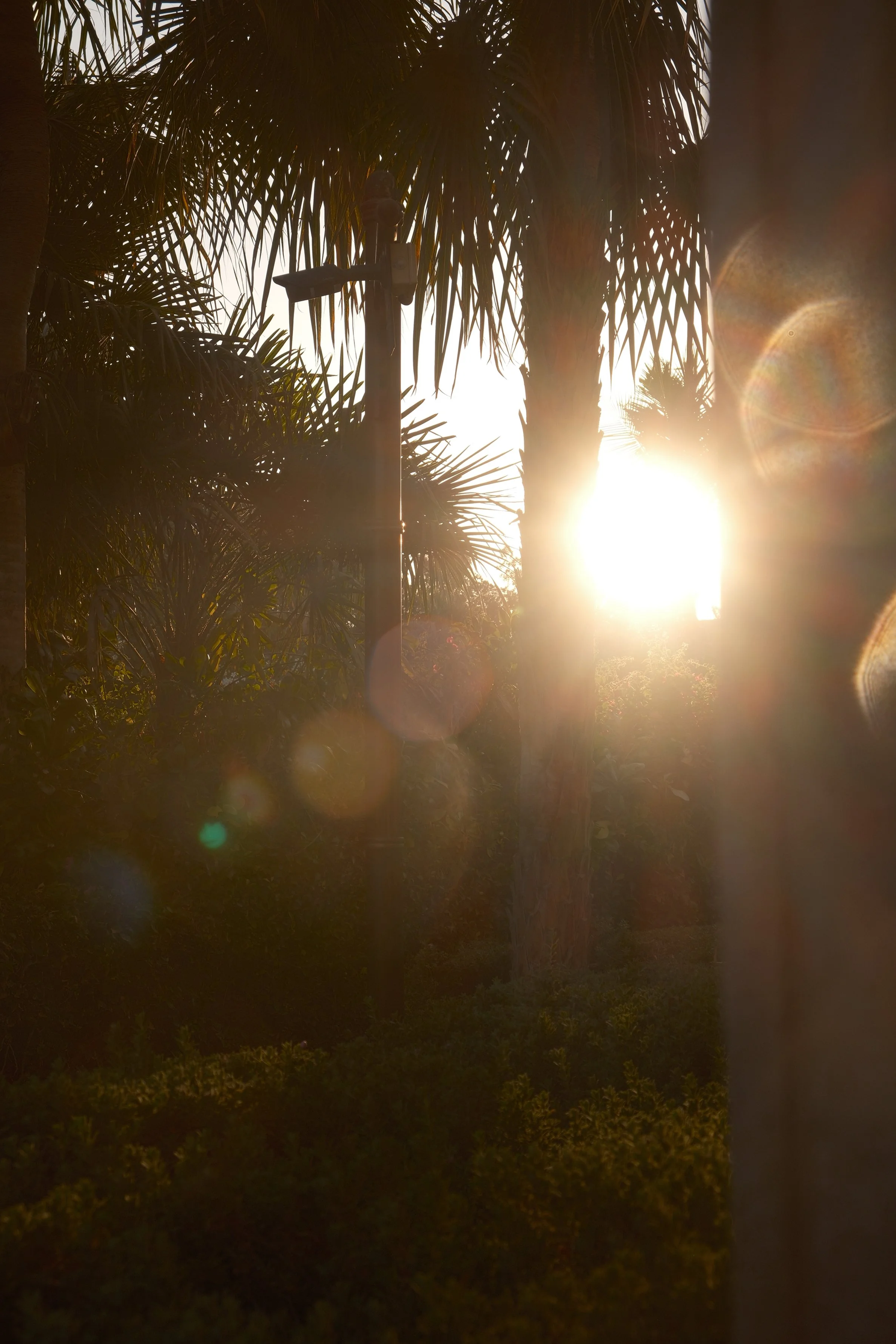 Sunset shining through trees and palm leaves, with lens flare effects.