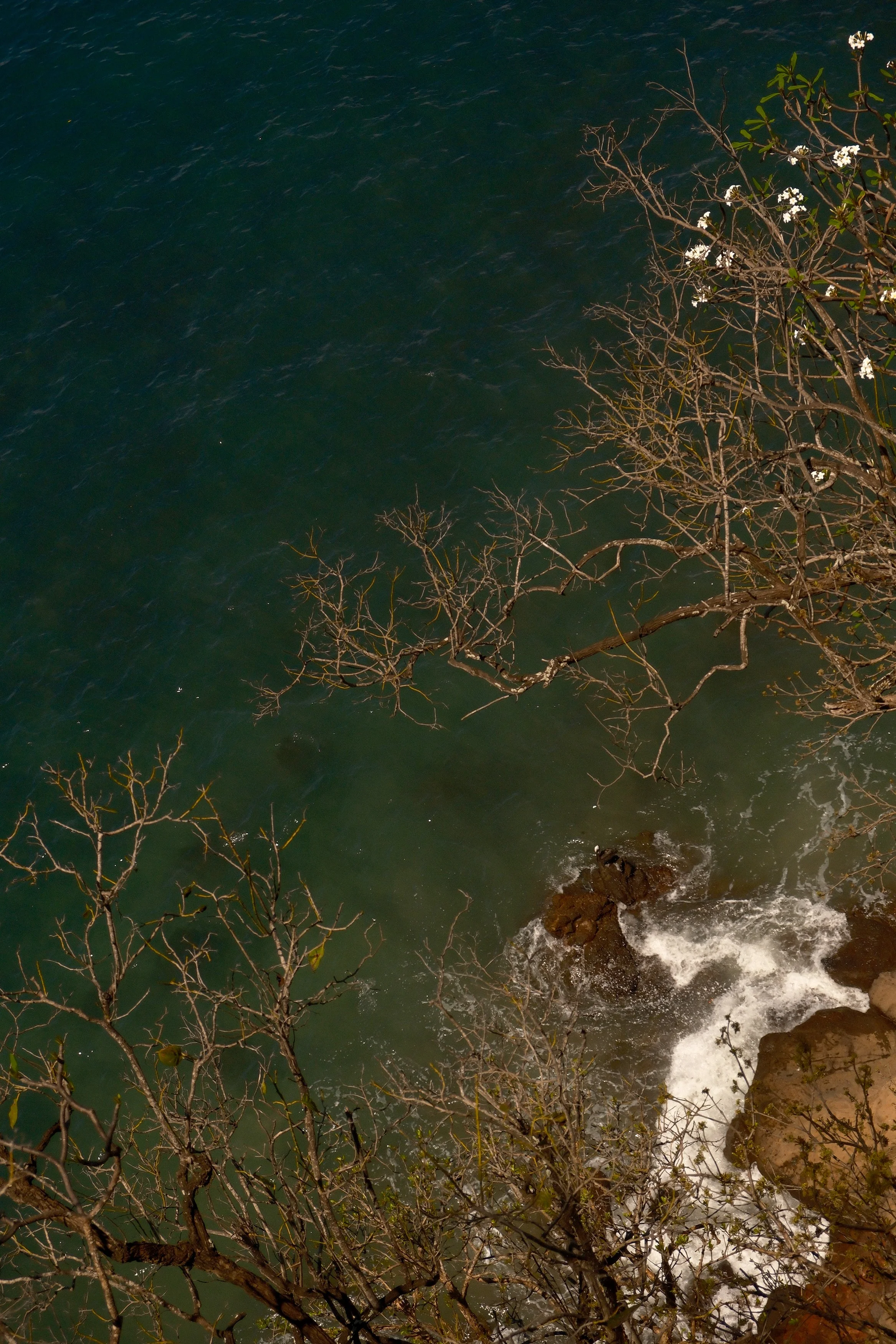 View of the ocean with water splashing against rocks and tree branches with white flowers and some green leaves.