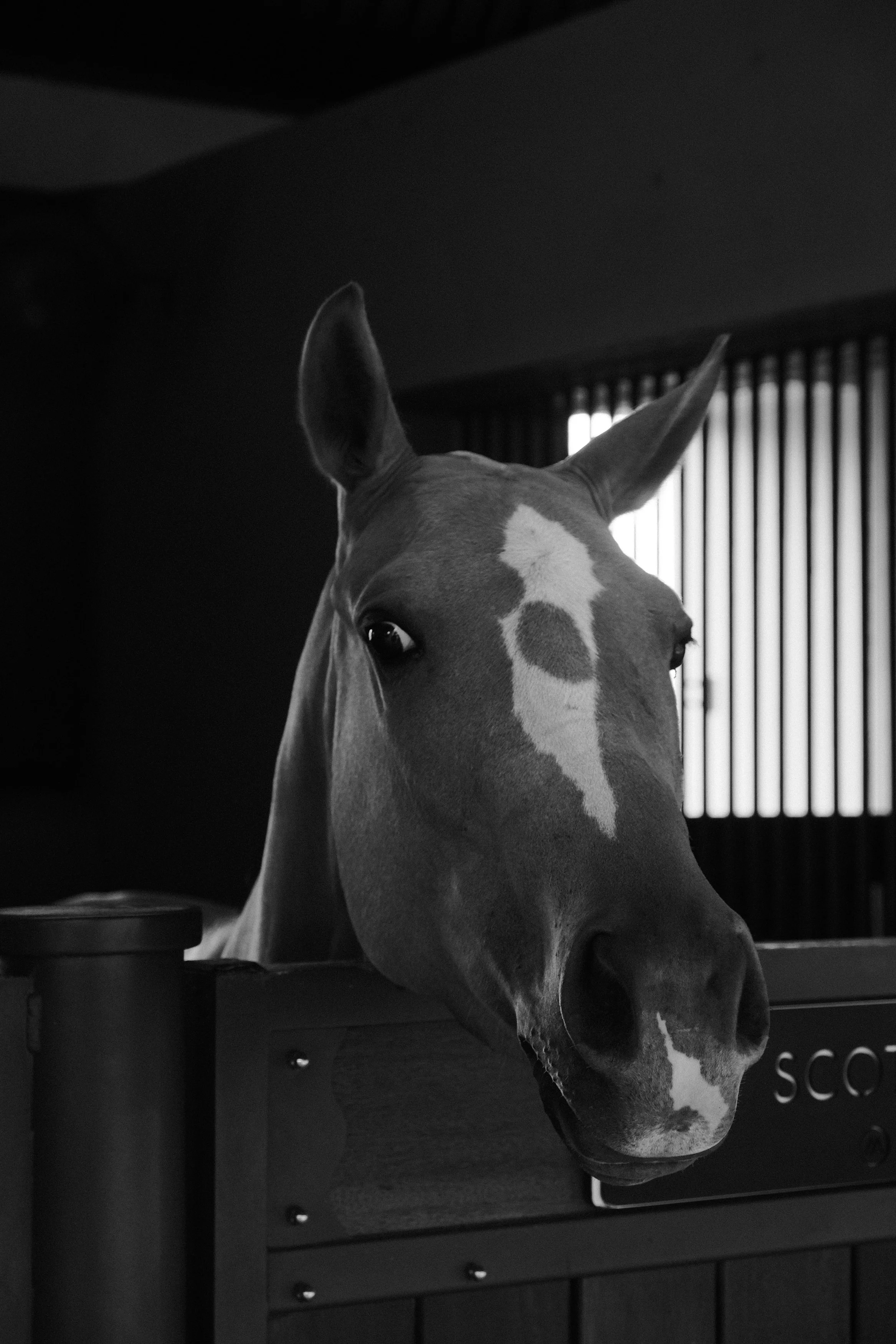 A black and white photo of a horse's head peeking out from a stable door, with vertical bars in the background.