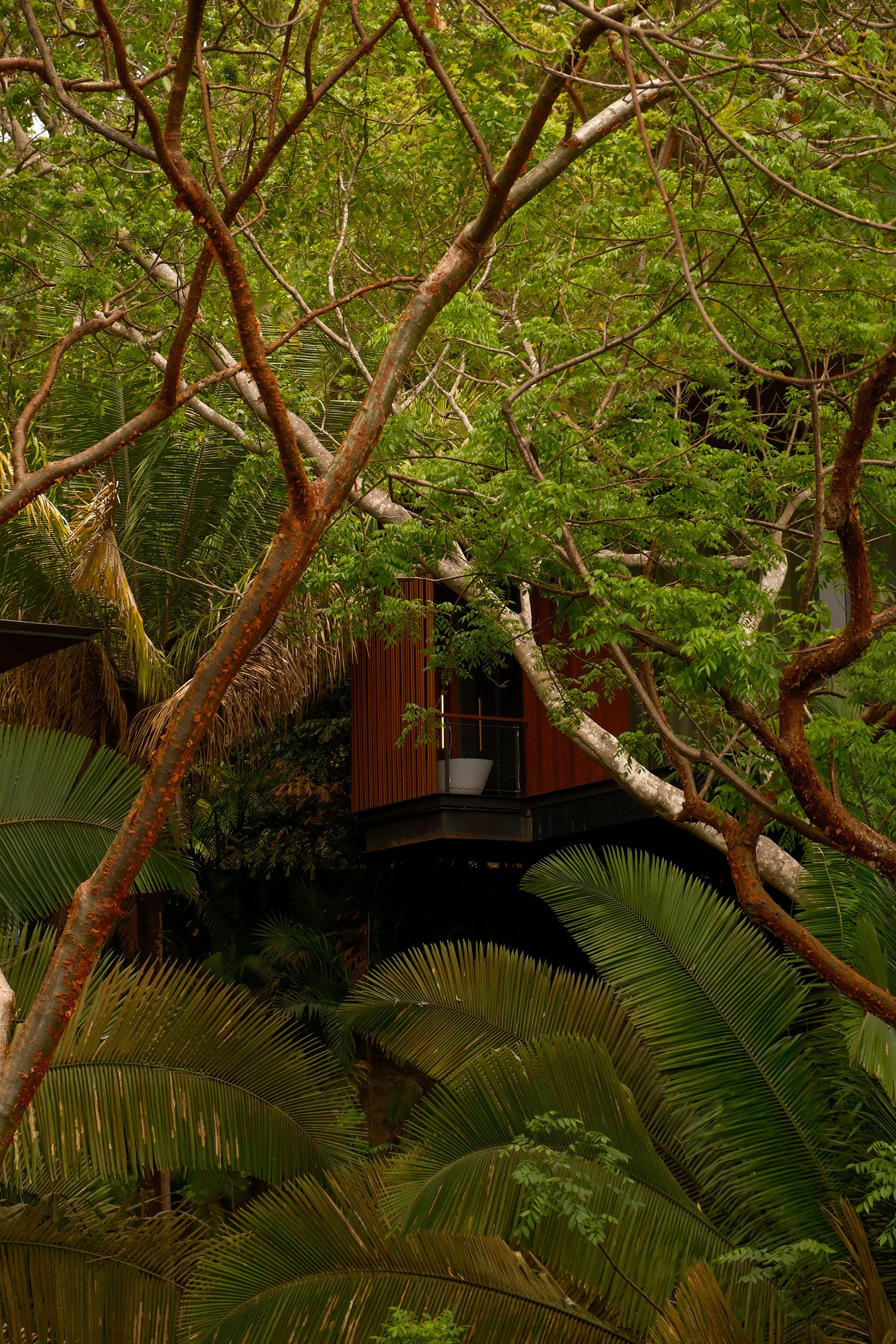 Tree with green leaves and brown branches in front of a house with wooden walls and glass doors, surrounded by various plants and palm fronds.