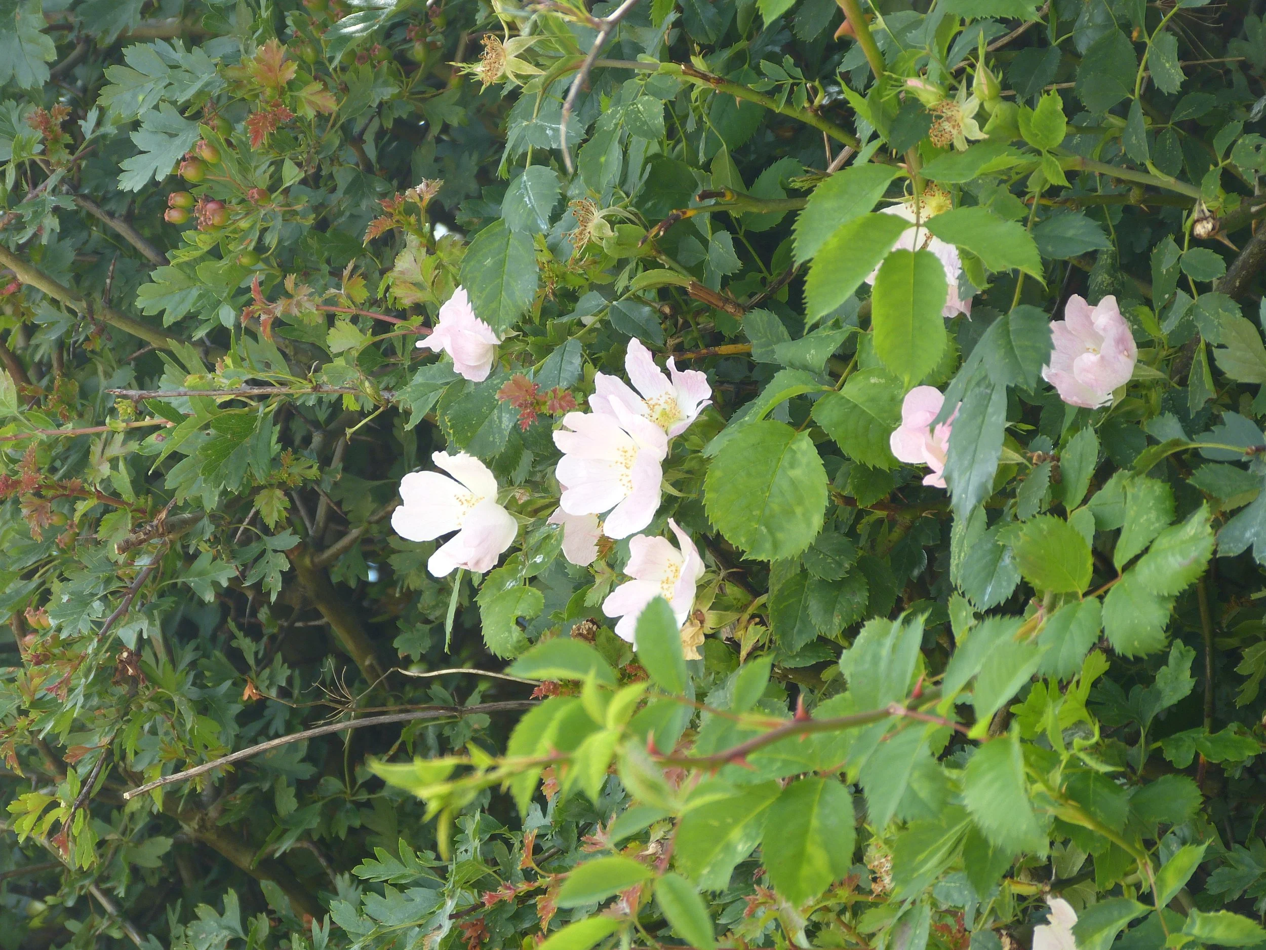 P1050141.JPG