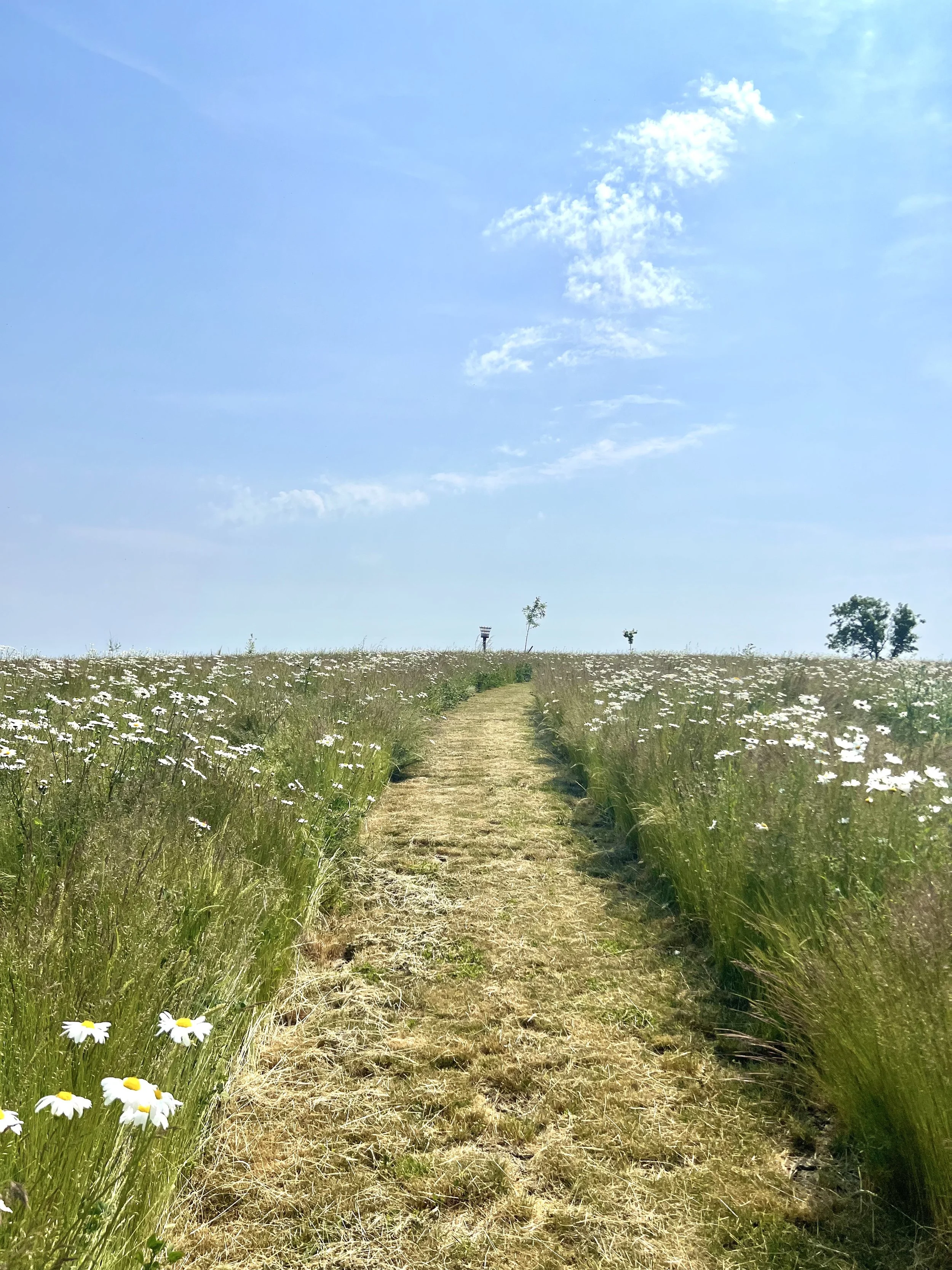 A dirt path runs through a grassy field with white daisies, leading towards a few trees under a bright blue sky with scattered clouds.