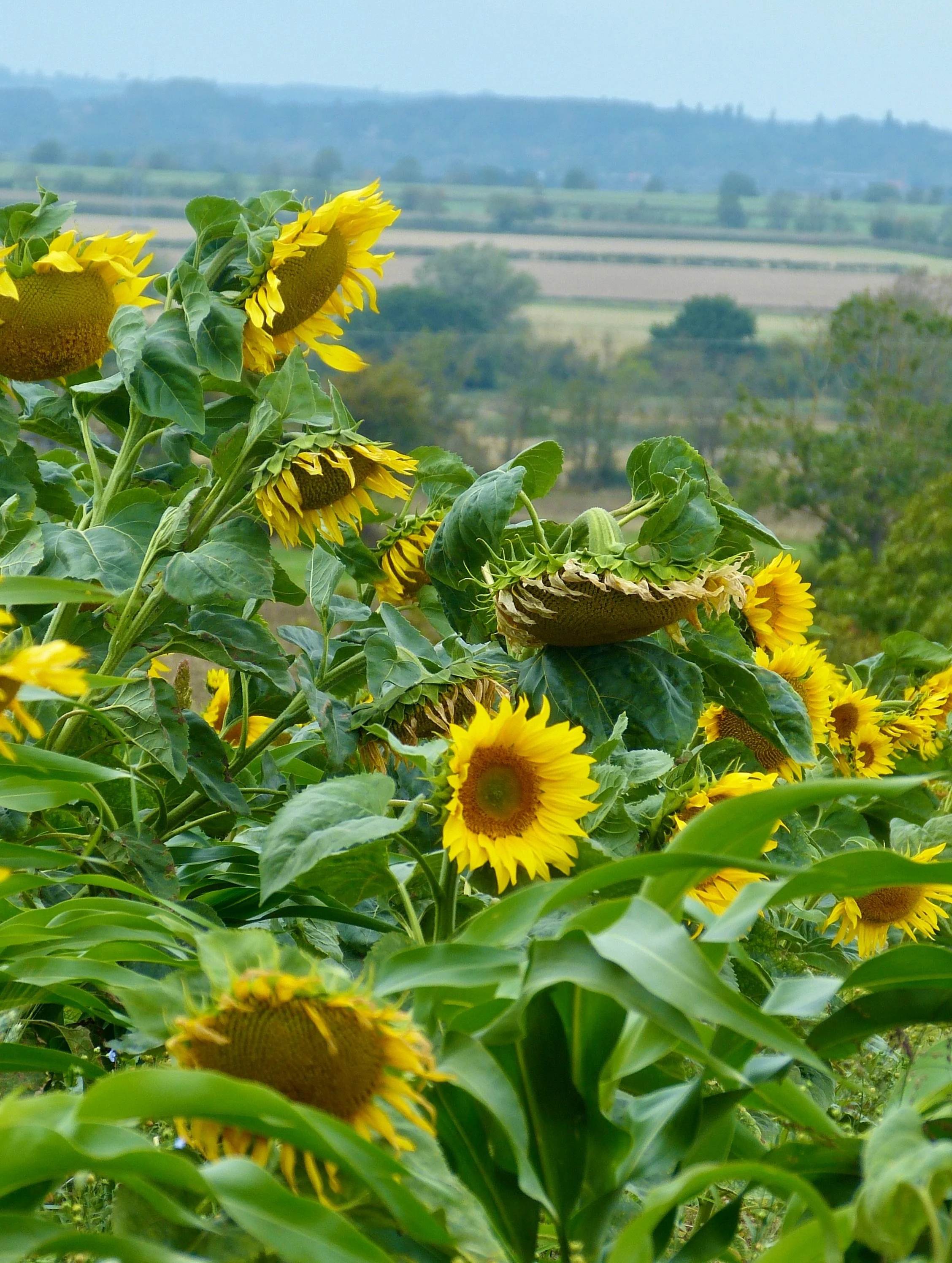 The sunflowers looking lovely along the track🌻💛🐝