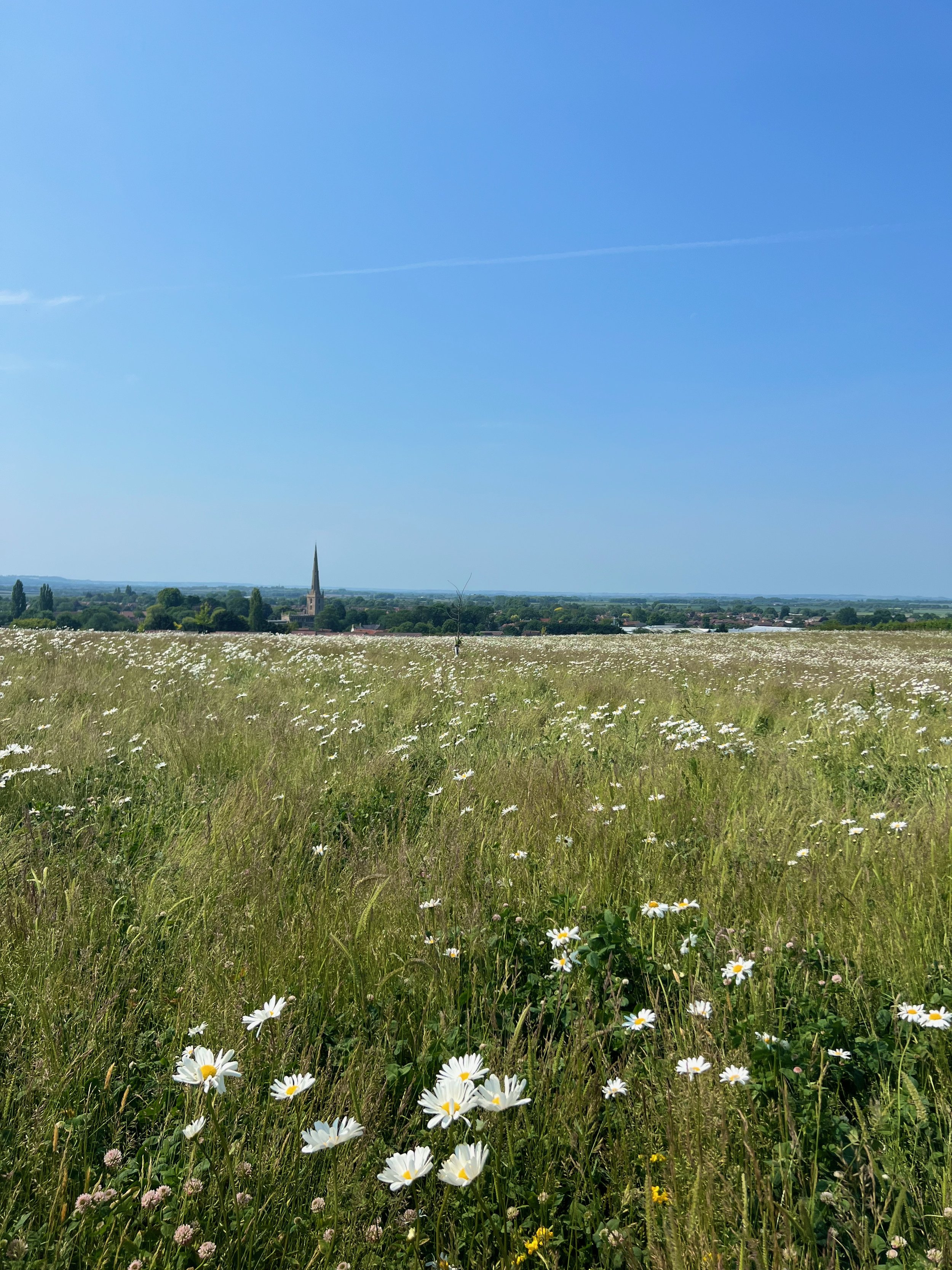 A wide open meadow with wildflowers and tall grass, with a church steeple in the distance under a bright blue sky.