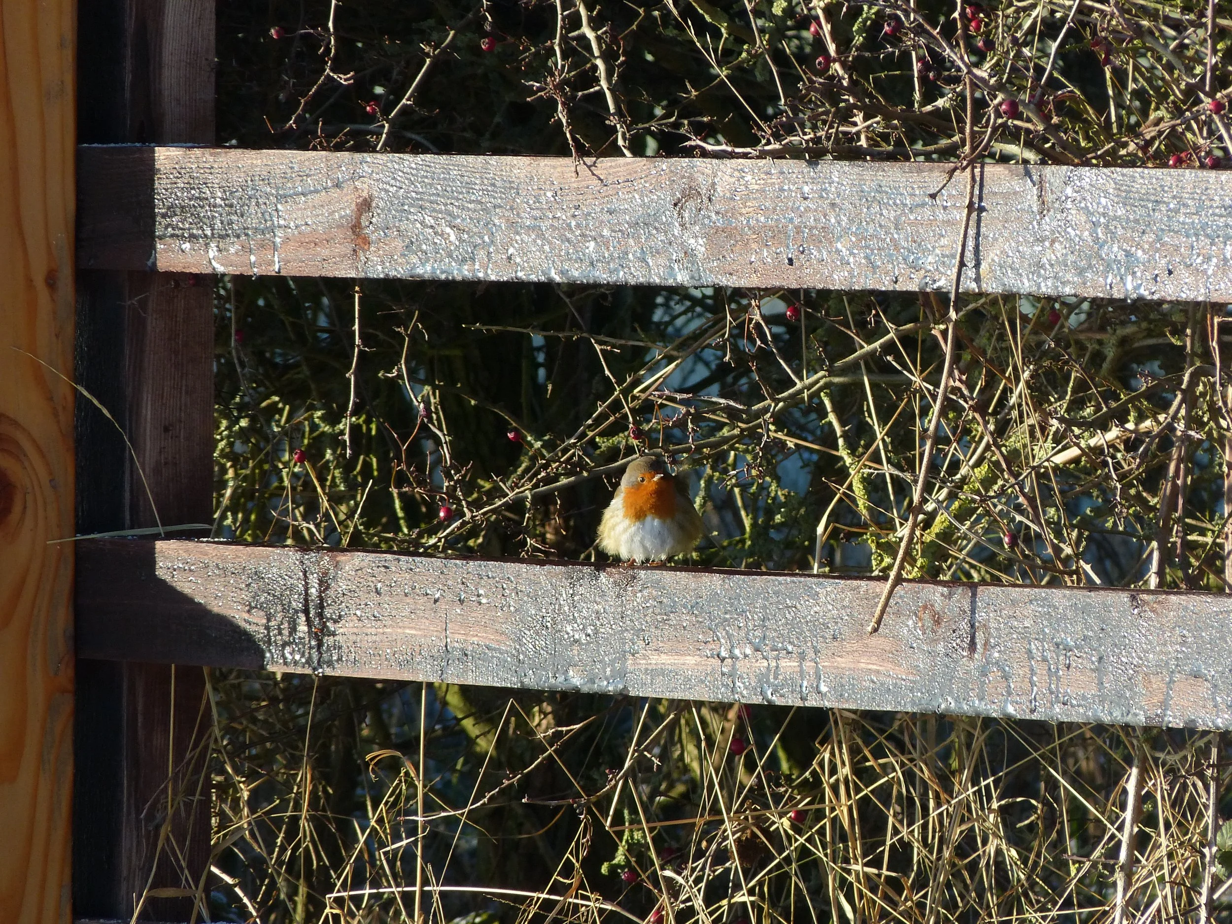P1050346.JPG