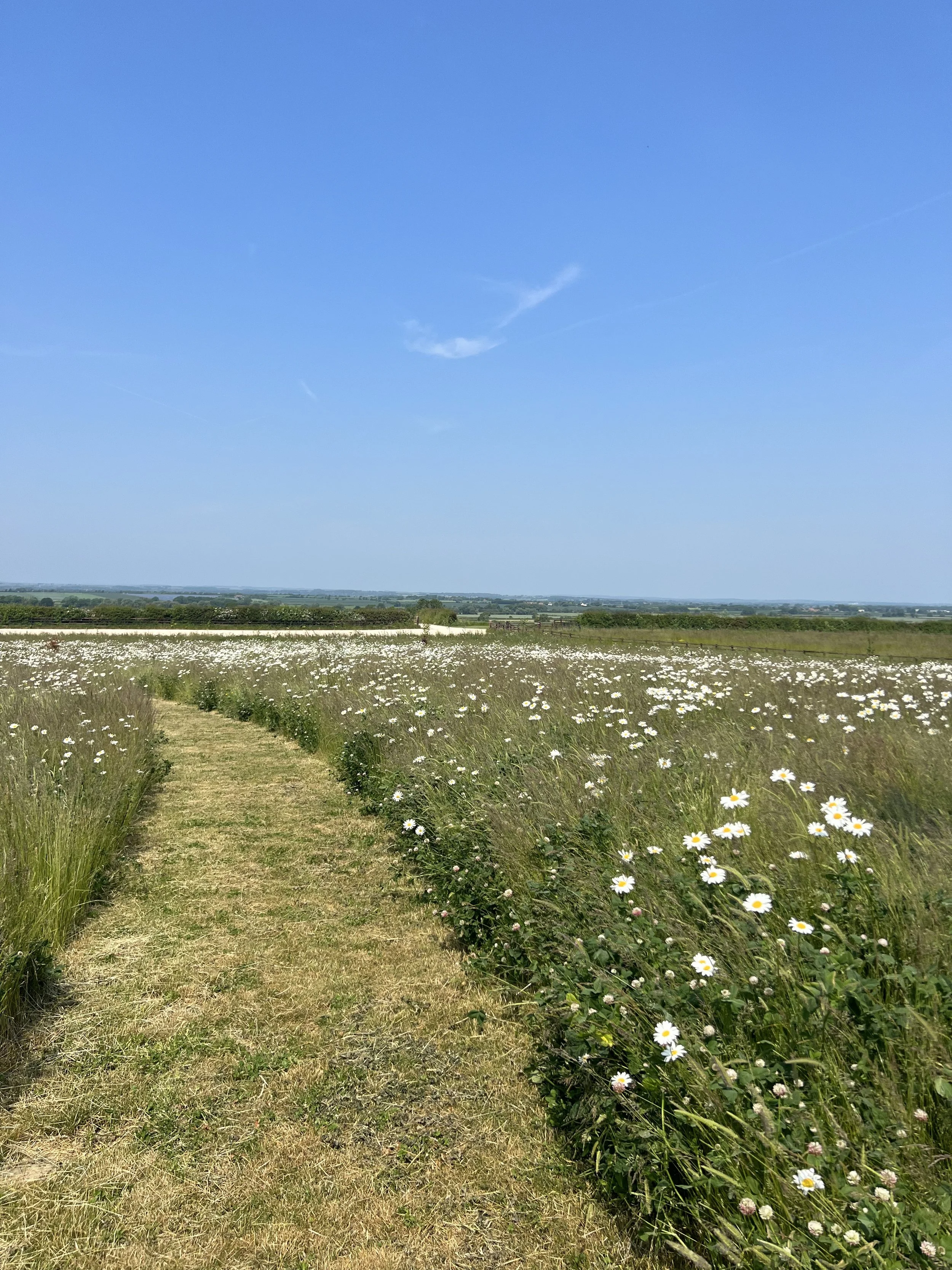 A field of wildflowers with a grassy pathway in the foreground, under a clear blue sky with some wispy clouds in the distance.