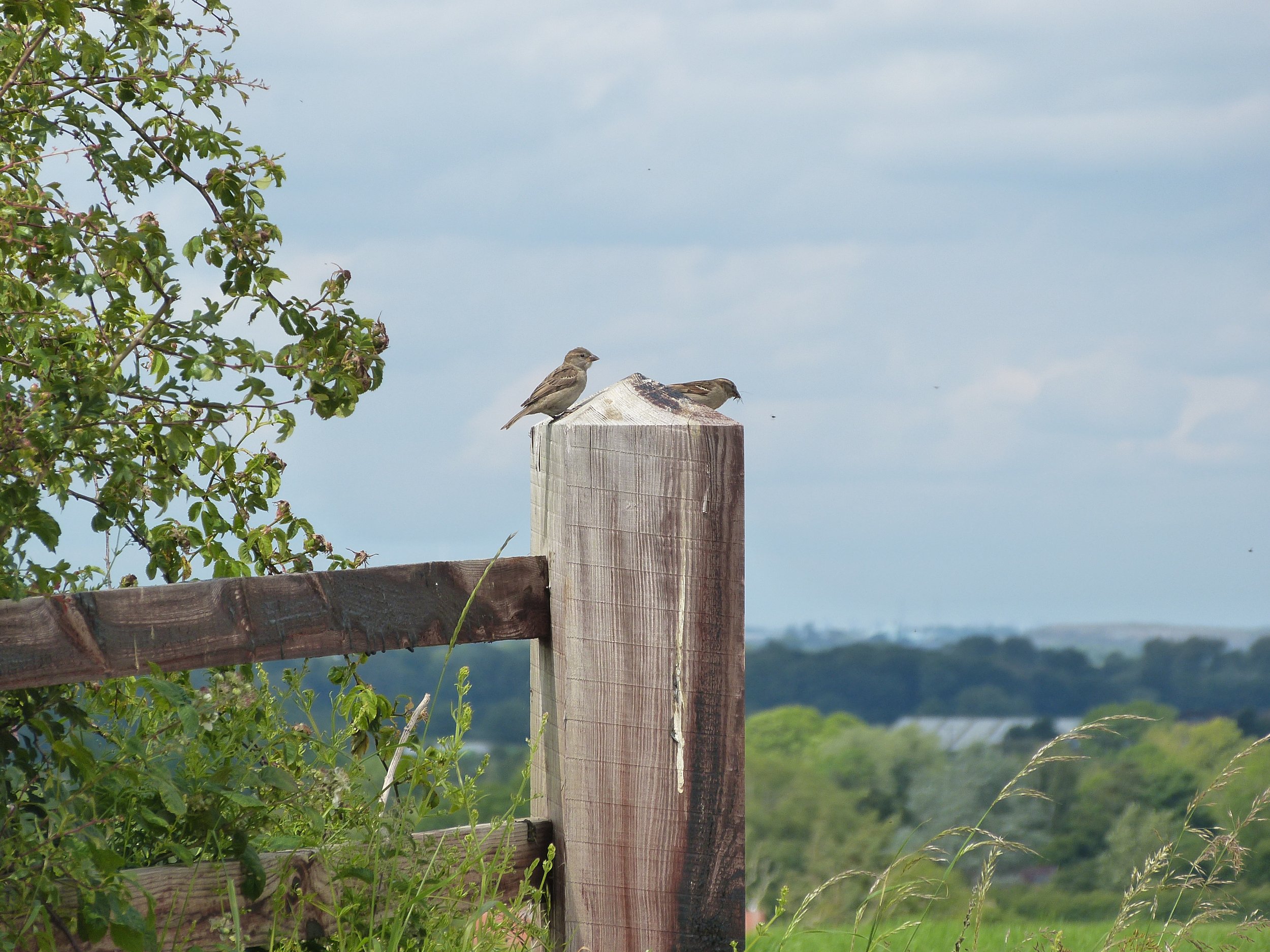 Two small birds perched on a wooden pole in a rural outdoor setting, with green foliage and trees in the background under a cloudy sky.