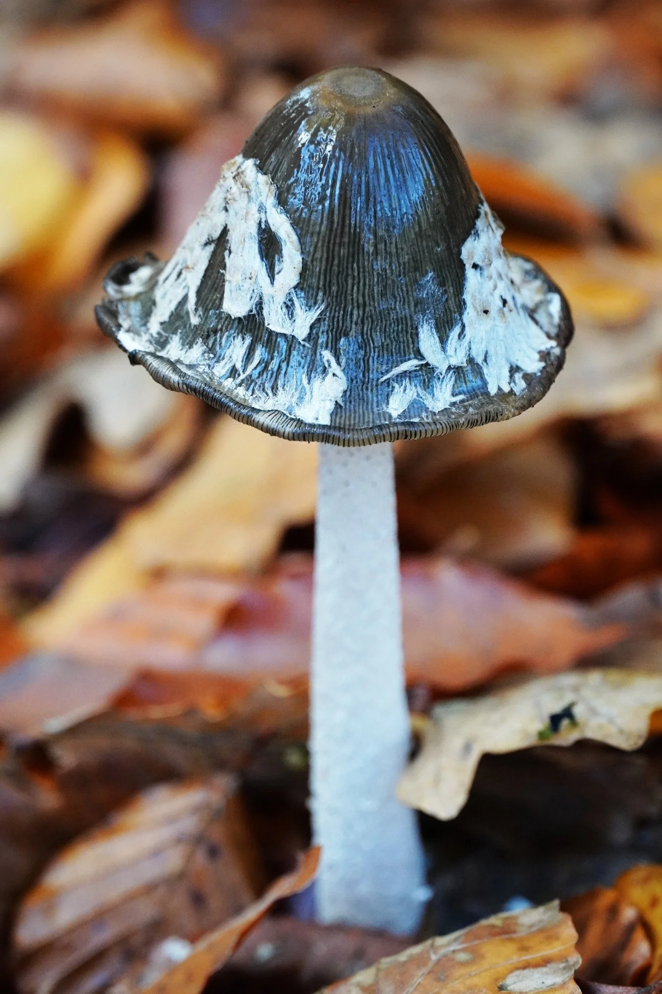 autumn_leaves_2025_-_dsc01714_e_hollys.jpg