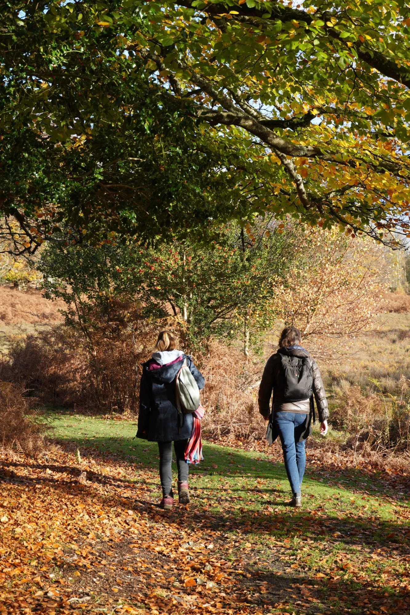 autumn_leaves_2025_-_dsc01770_hollys.jpg
