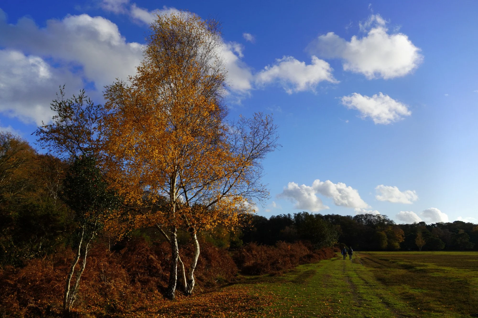 autumn_leaves_2025_-_dsc01807_e_hollys.jpg