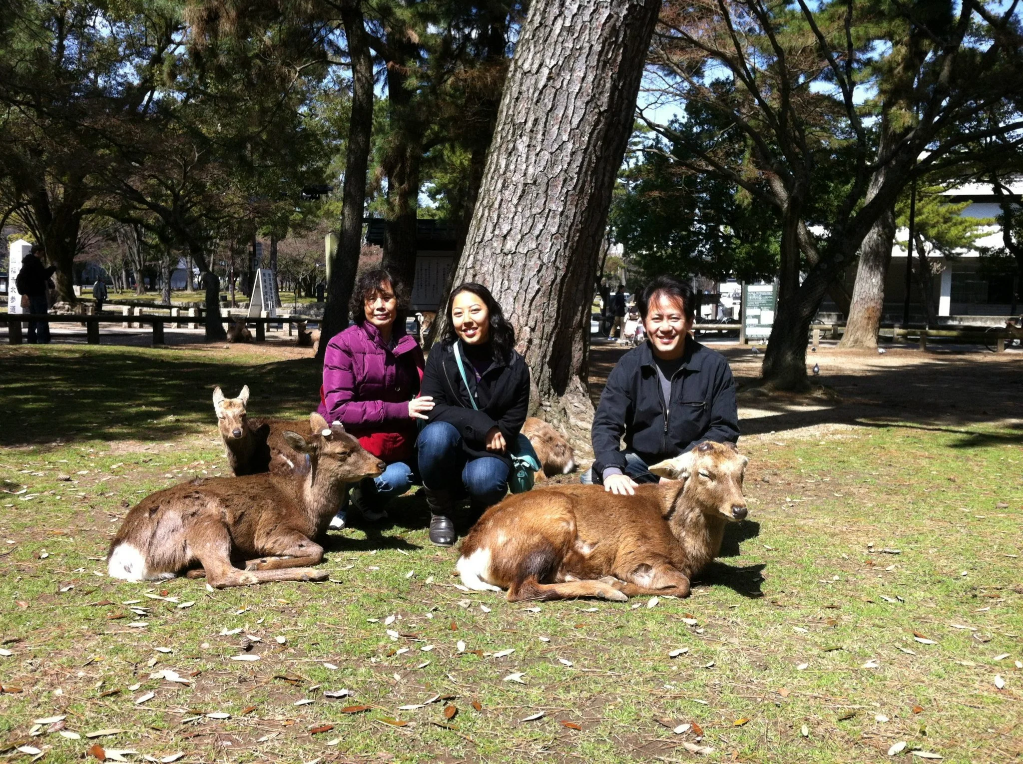 me and parents in Nara with deer - Janine Louie.jpg