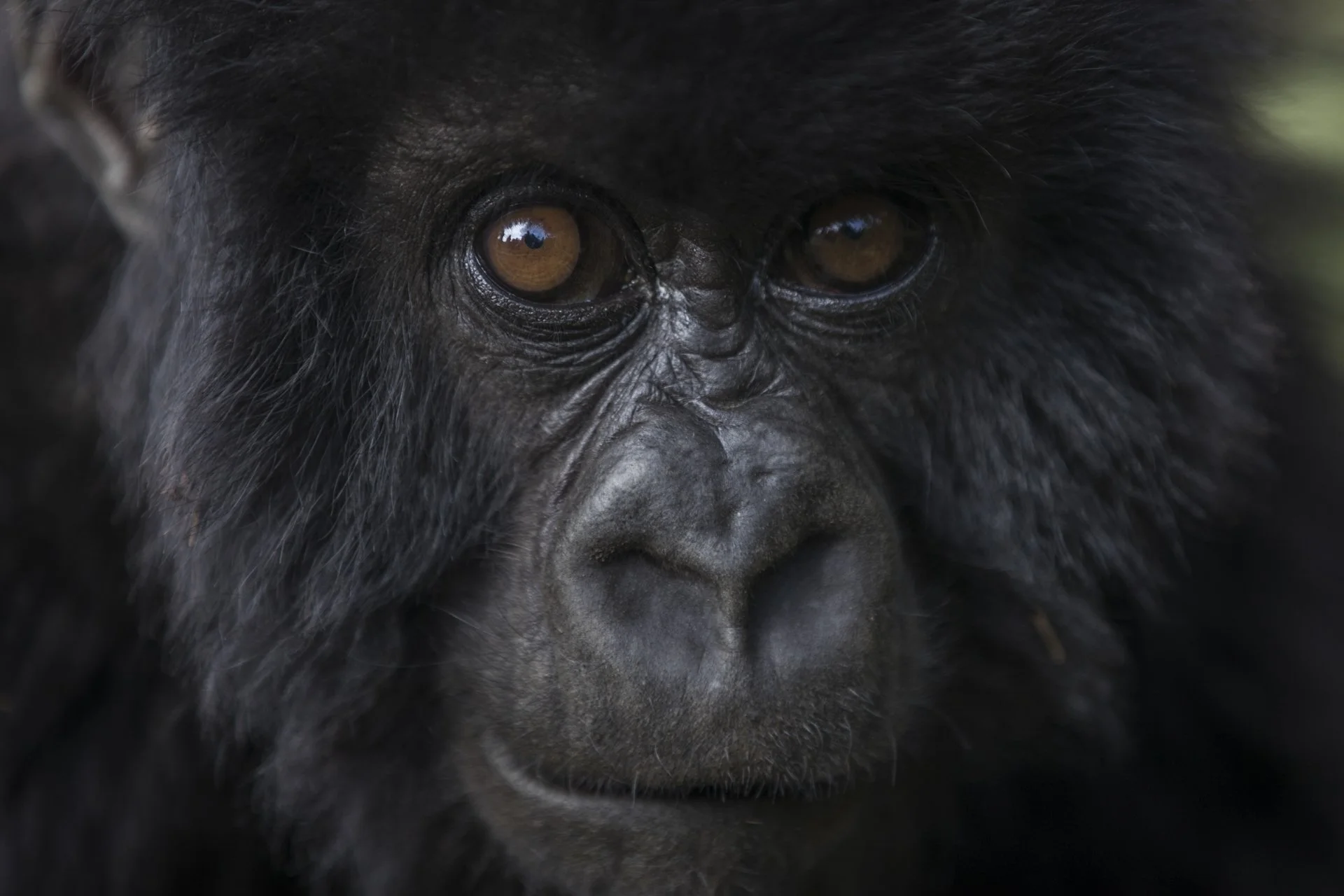 Close-up portrait of a mountain gorilla in Volcanoes National Park, Rwanda.