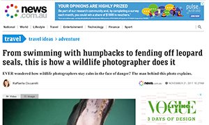 A webpage article discussing how wildlife photographers capture images of leopards and seals, featuring a photo of a leopard in the wild.