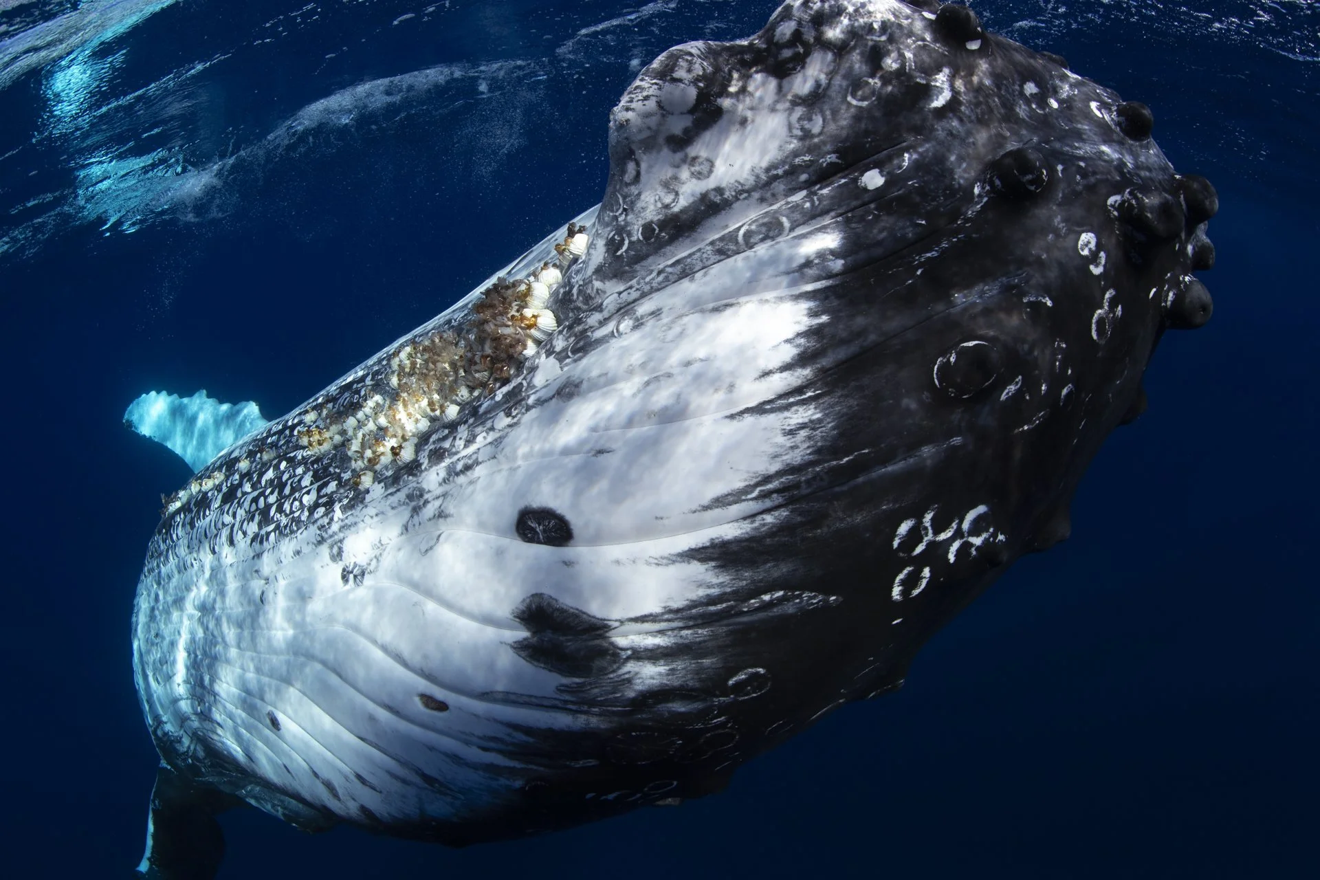 lose-up underwater portrait of a humpback whale in the crystal-clear waters of Tonga.