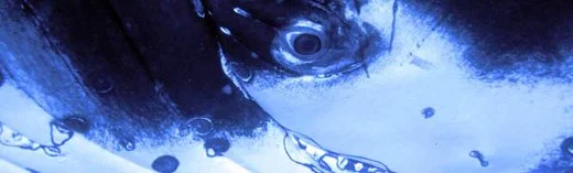 Close-up of a person's face with blue ink splattered, including one eye and part of a face, with a dramatic and artistic style.