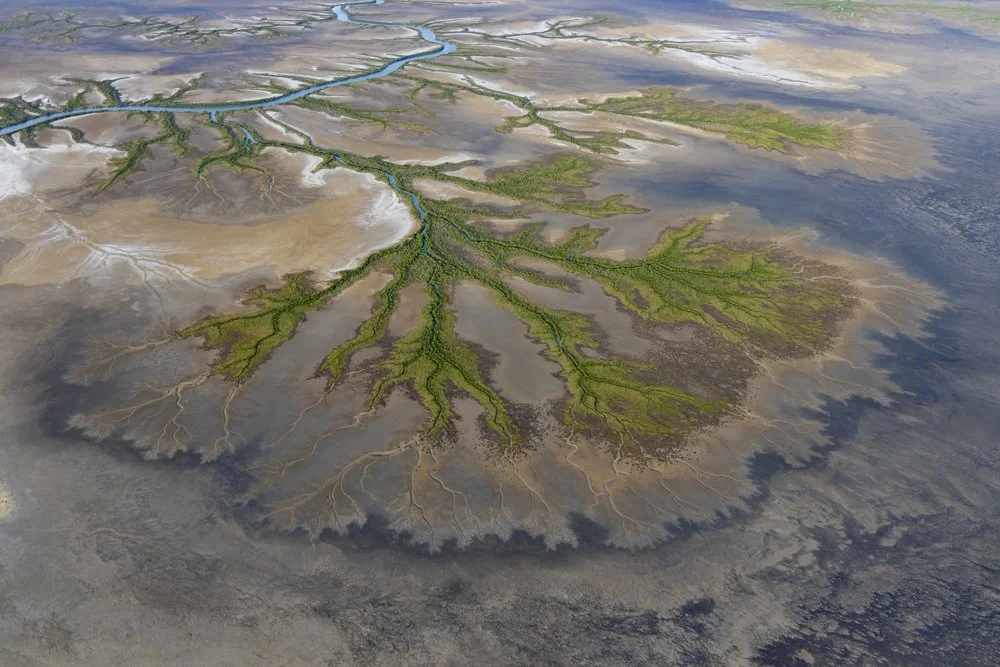 Aerial view of intricate river delta with green vegetation and shallow water channels.