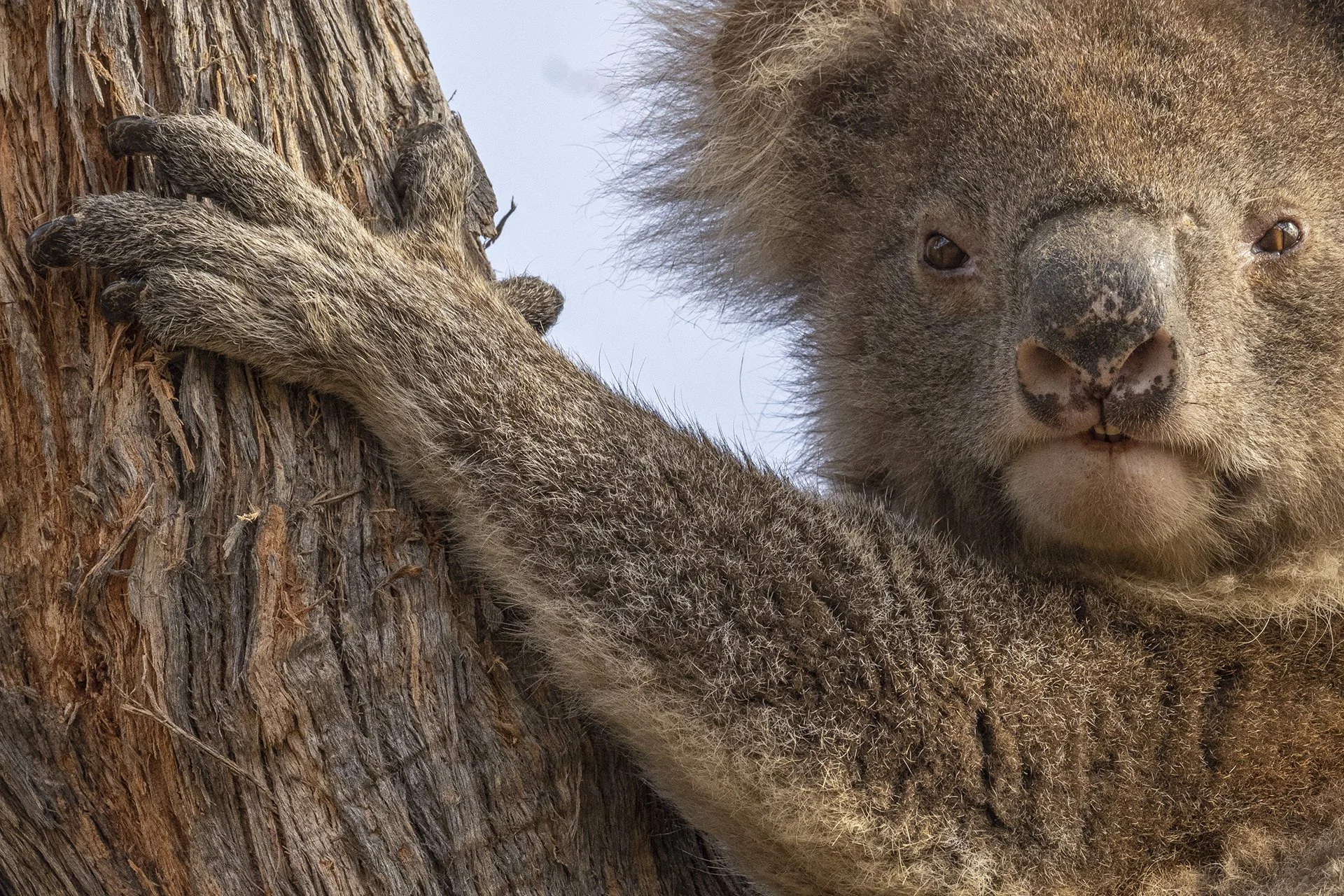 Close-up of a koala clinging to a tree trunk, showing its face with gray fur and dark eyes.