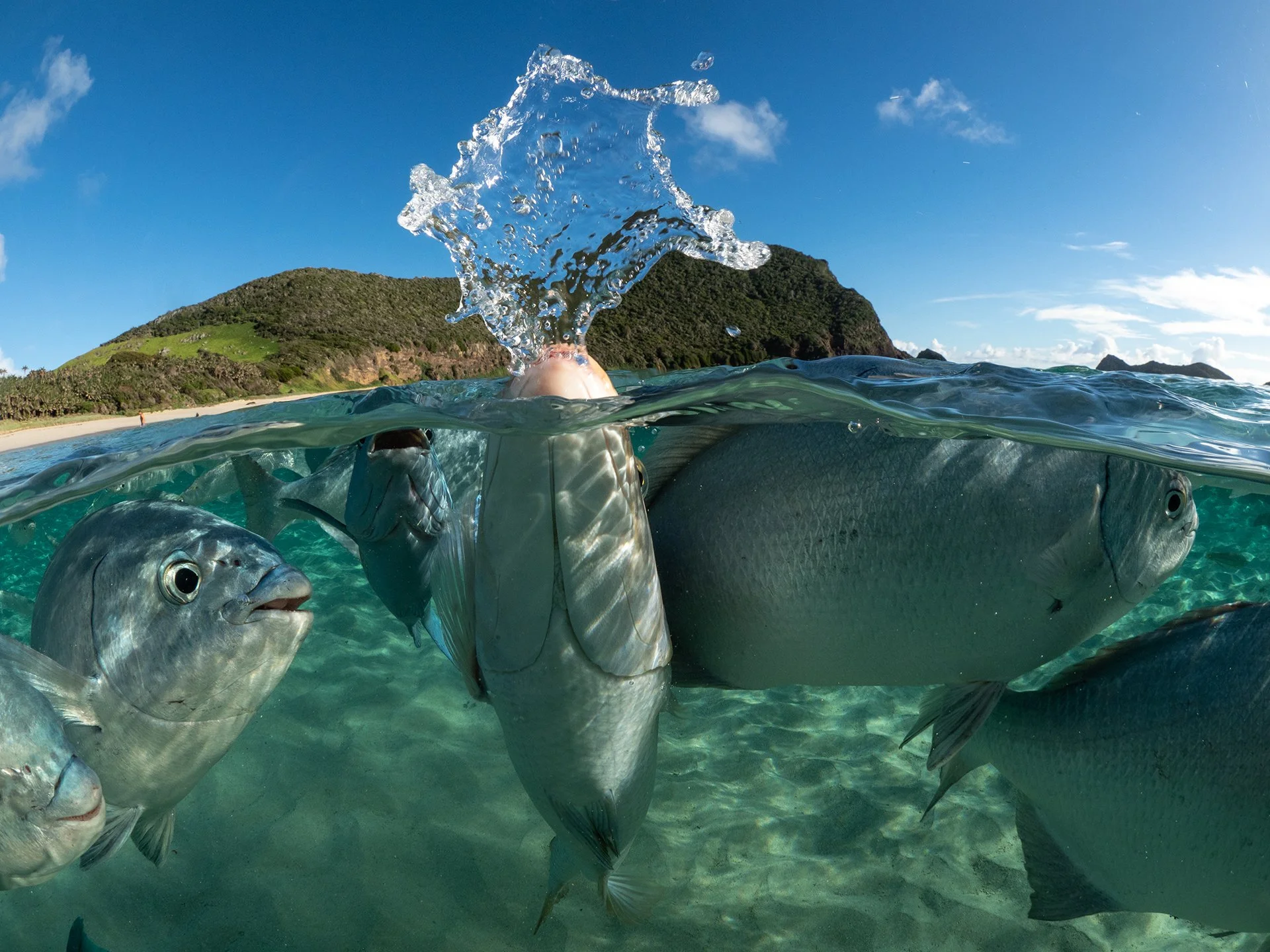 Bluefish beneath the surface of Lord Howe Island's lagoon.