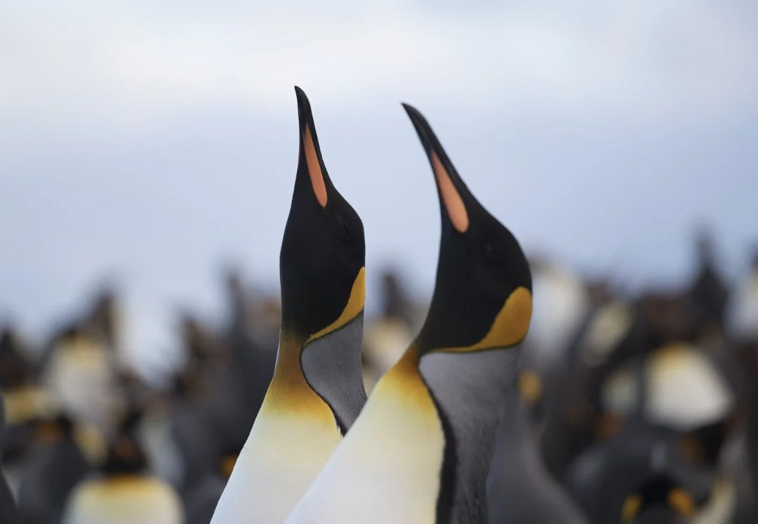 Two Emperor penguins with their heads raised and beaks pointing upward, with a blurred background of other penguins.