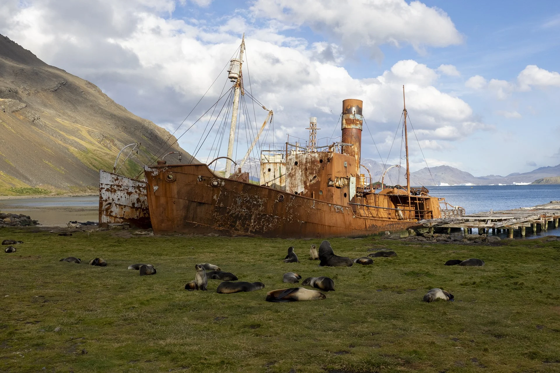 Southern elephant seals resting on the grasslands of South Georgia.