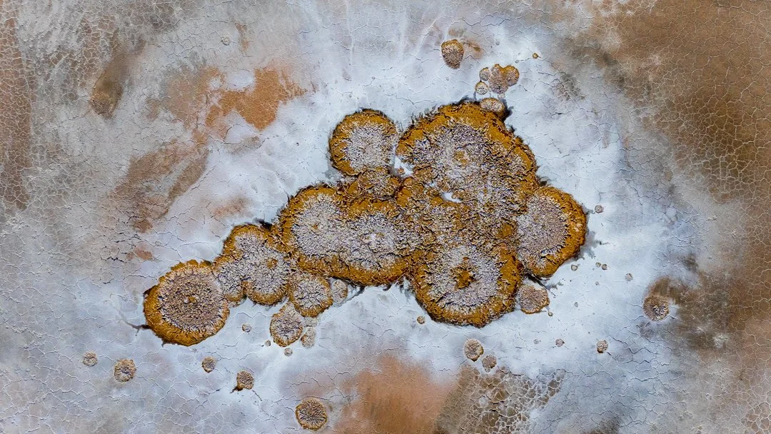Close-up of mold or fungal growth on a surface, with orange and grayish circular patches.
