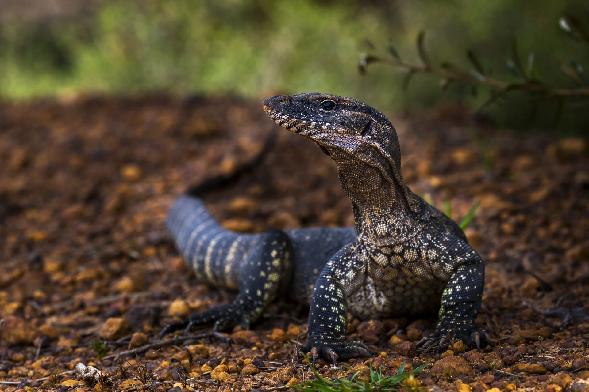 Close-up of a large black and yellow speckled lizard on rocky ground with green plants in the background.