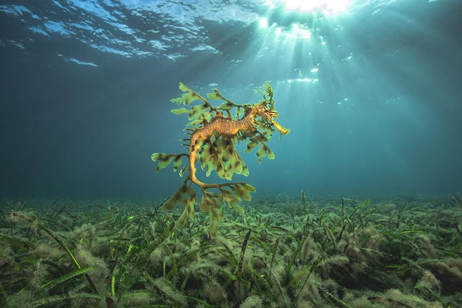 A seahorse swimming underwater among aquatic plants with sunlight shining through the water surface.