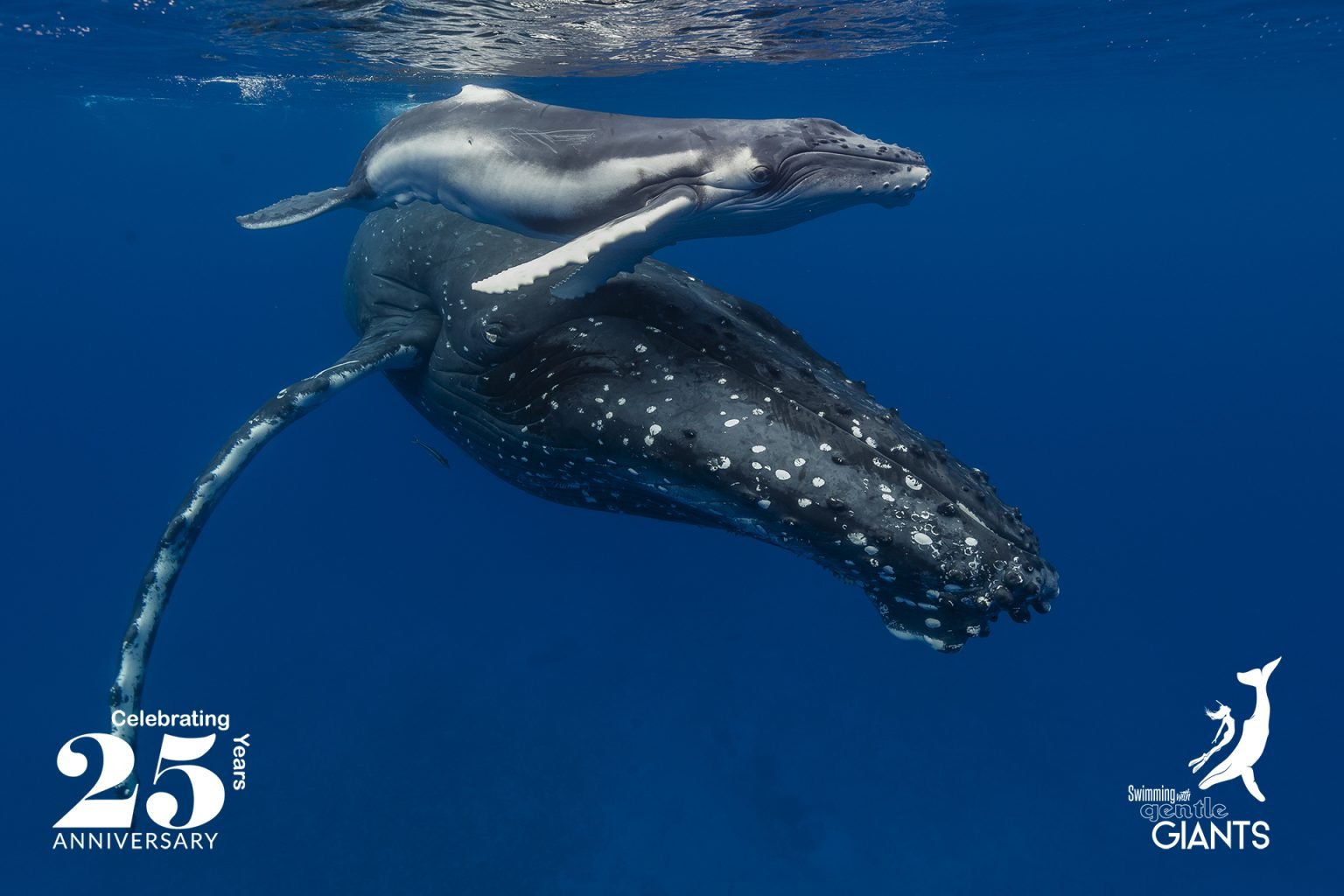25th Anniversary – Swimming with whales in Tonga