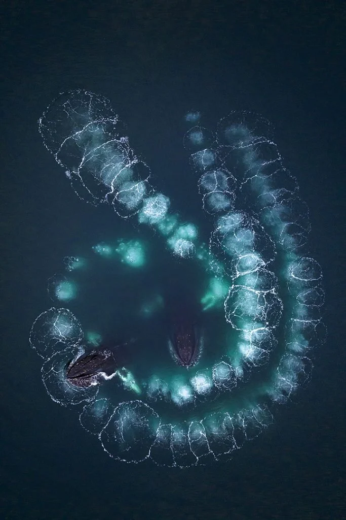 Australian Geographic Nature Photographer of the Year 2024 Overall winner
