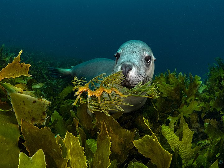 Wildlife Photographer of the Year 2022