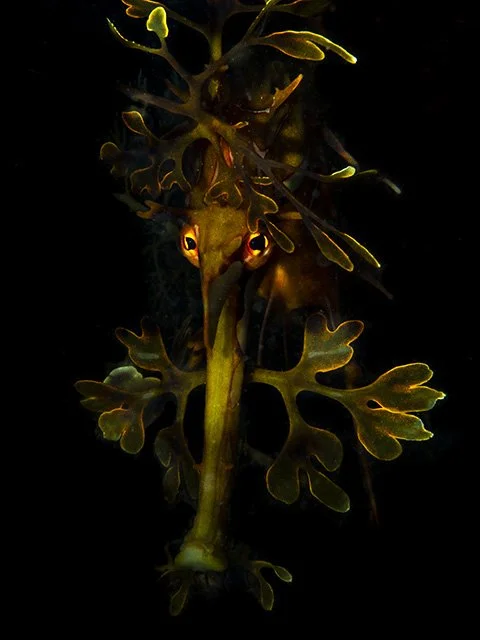 Australian Geographic Nature Photographer of the Year