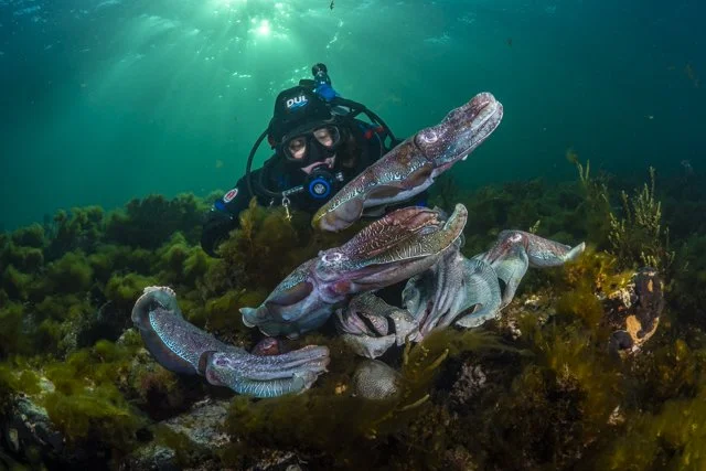 Protecting the Australian Giant Cuttlefish – Travel Feature