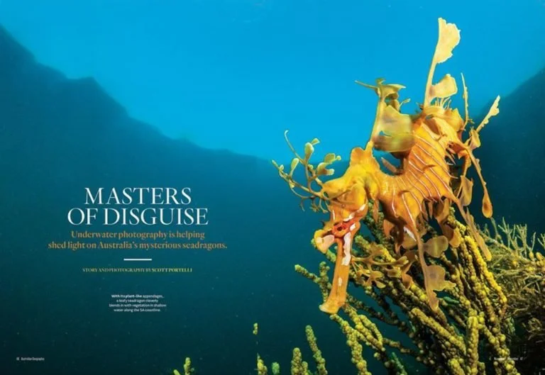 Australia’s endemic Weedy &amp; Leafy Seadragons Article – AG 159 issue