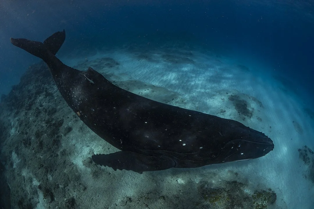 Natures Great Events – 2021 Humpbacks, Minkes and Orcas