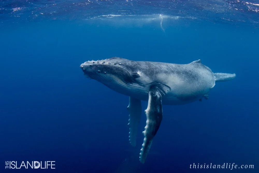 Swim with Whales in Tonga 2020