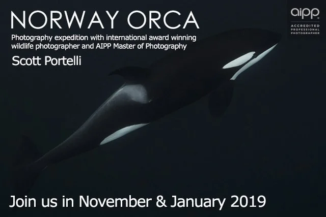 Orcas in Norway – Underwater &amp; Under Northern Lights